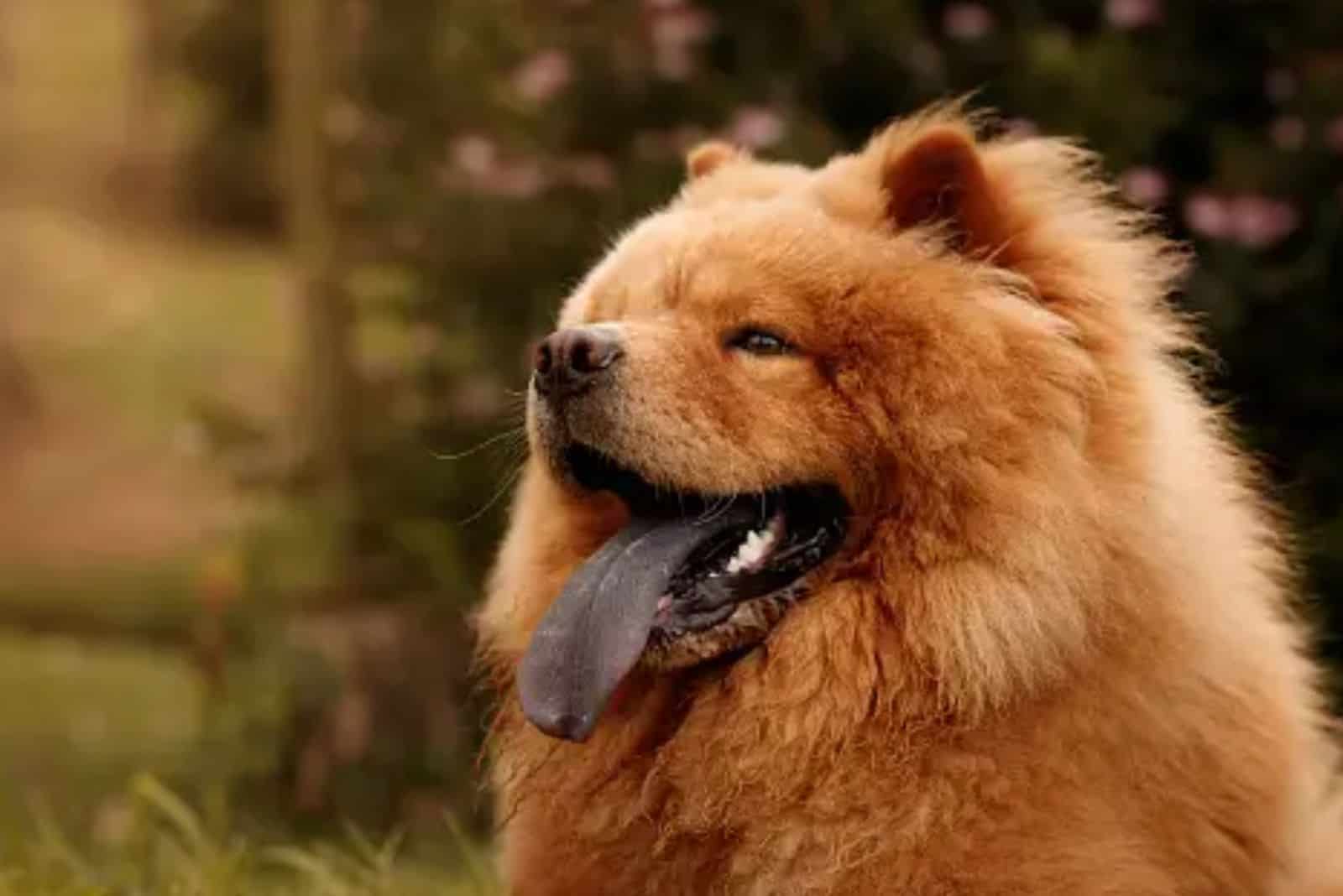 chow chow dog