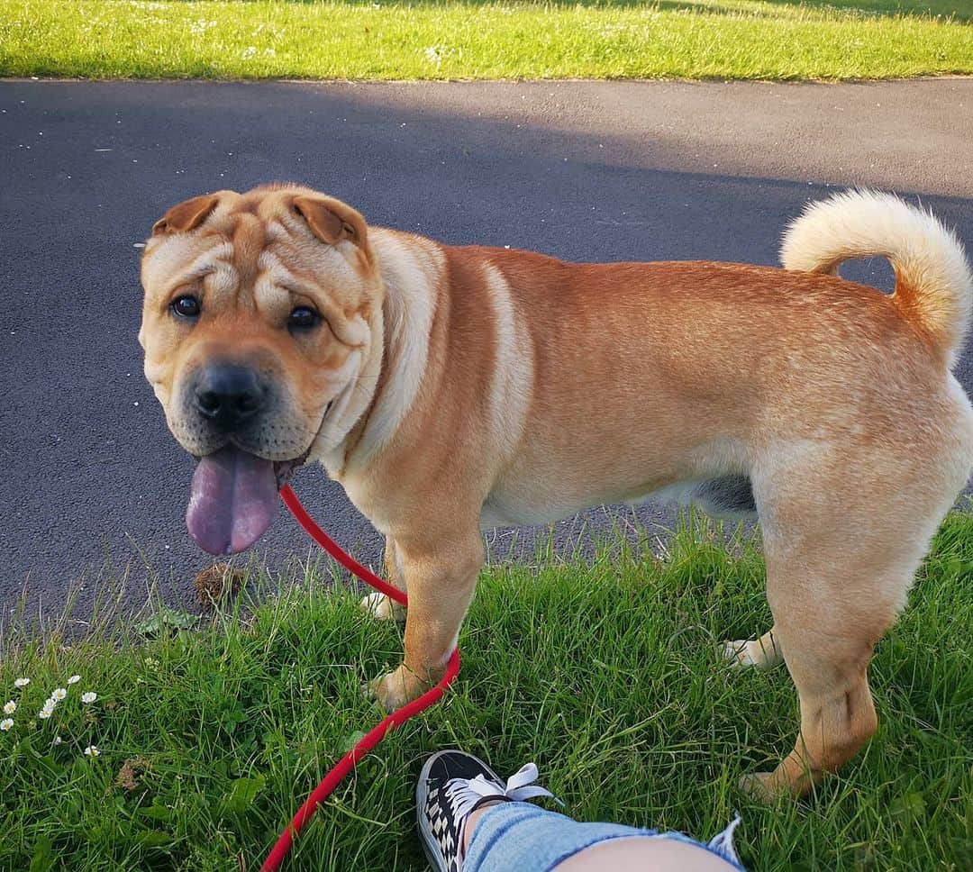 chow pei dog in park