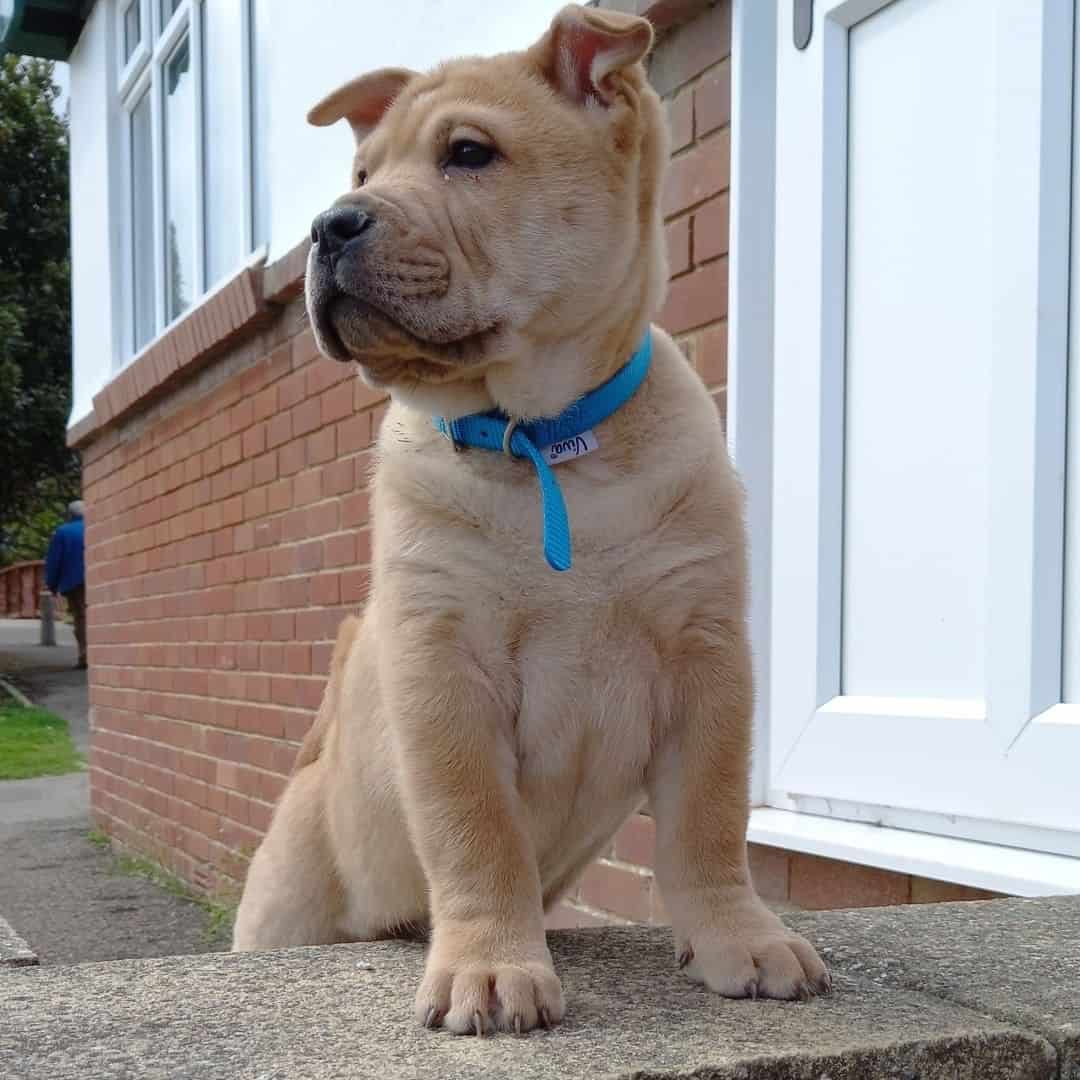 chow pei puppy