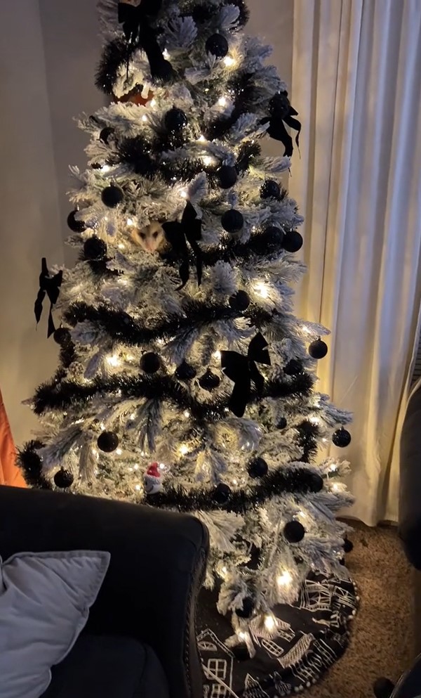 christmas tree