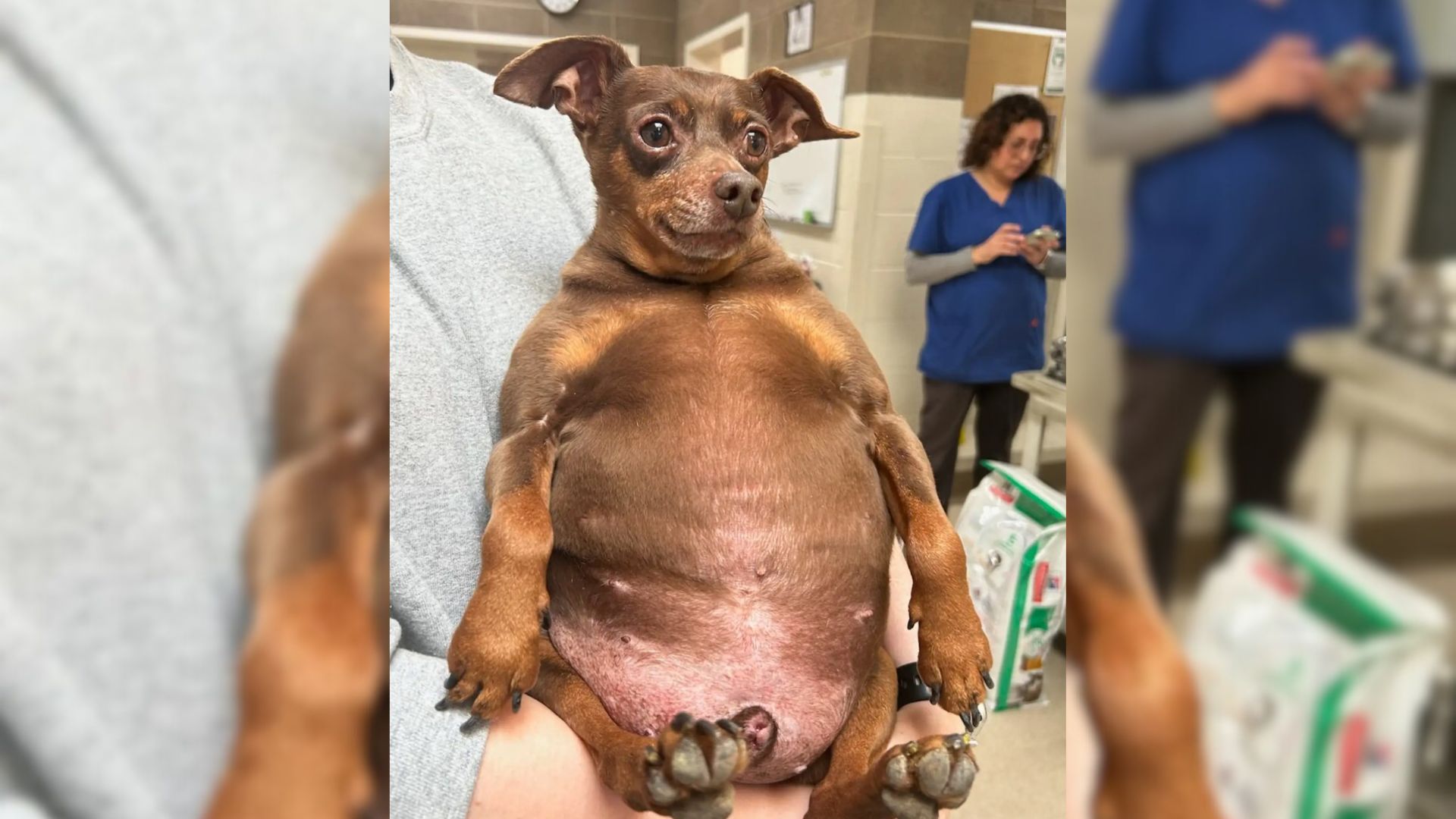 Chubby Pup Who Can Barely Move Managed To Charm Everybody At His Shelter With His Incredible Personality