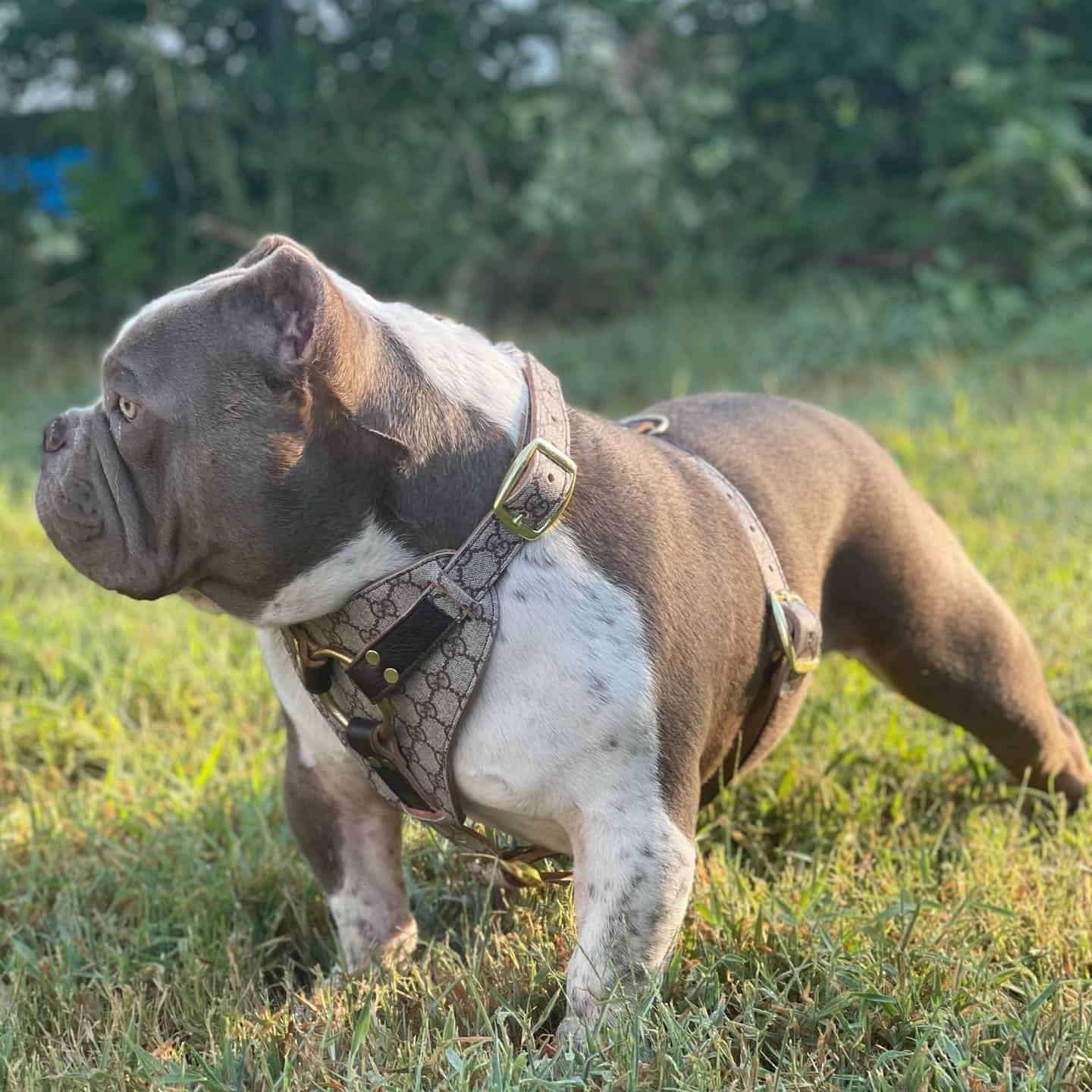 clean exotic bully