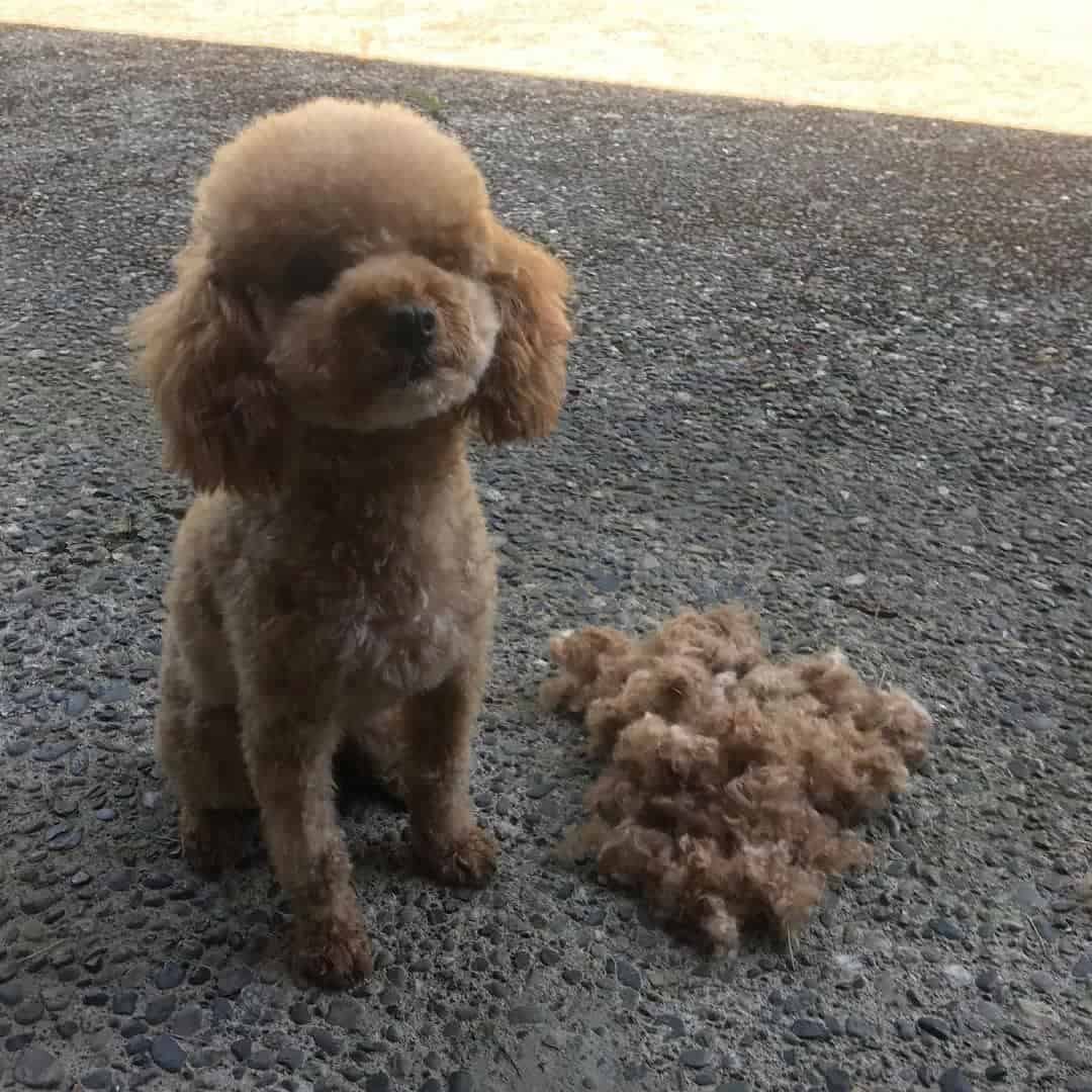 clipped brown maltipoo