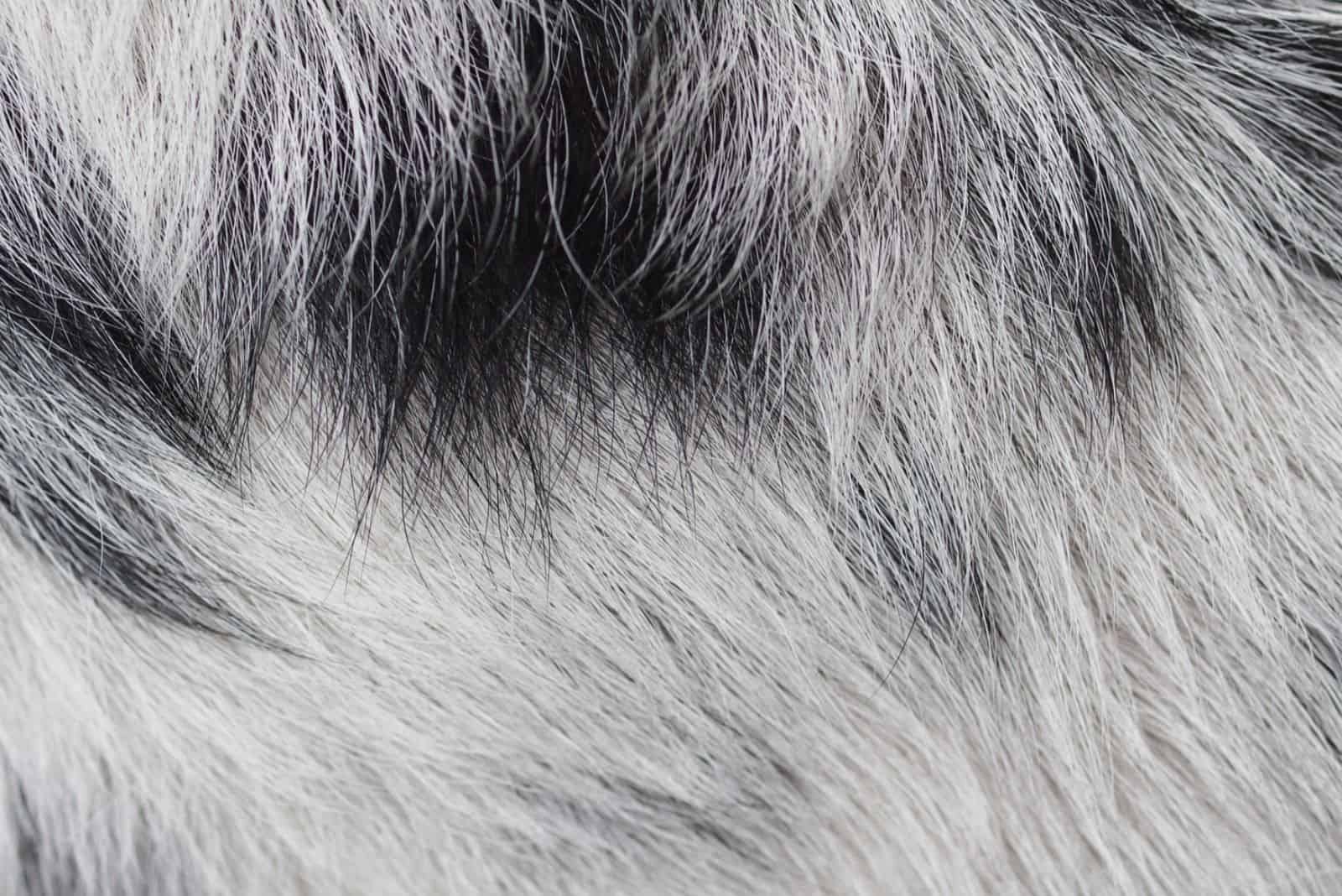 close macro view of a coat of a long hair dalmatian