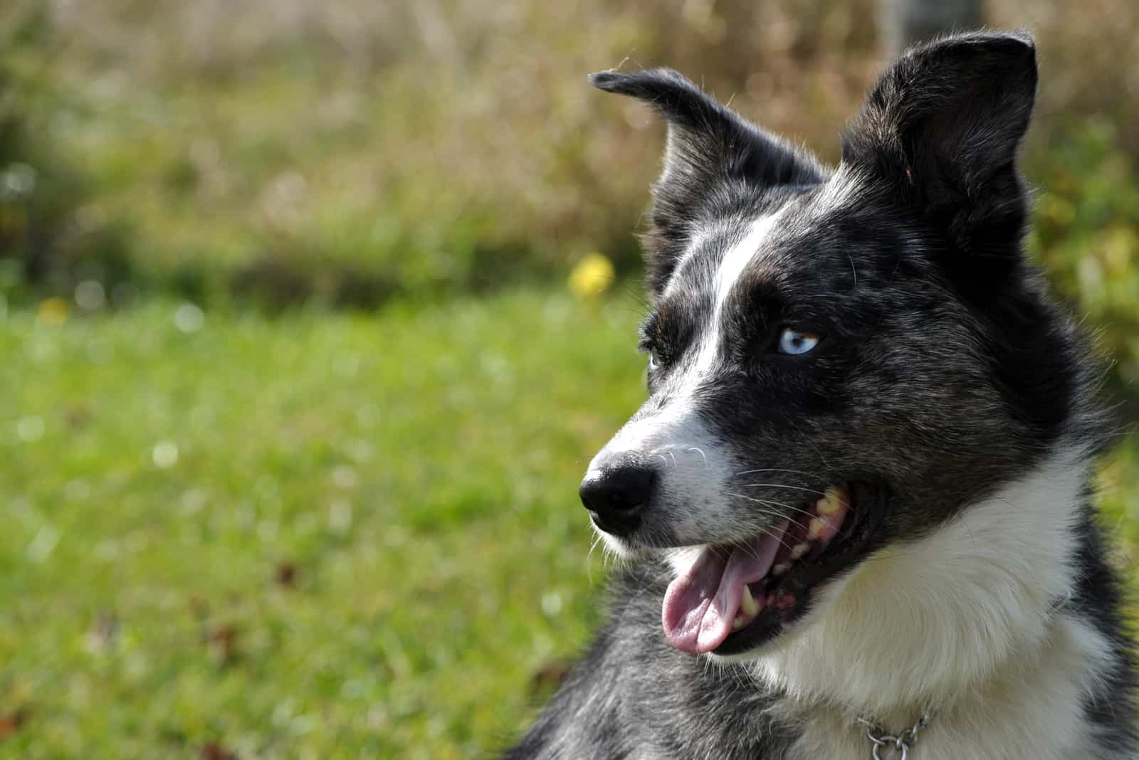 close photo of Australian Shepherd Blue Heeler