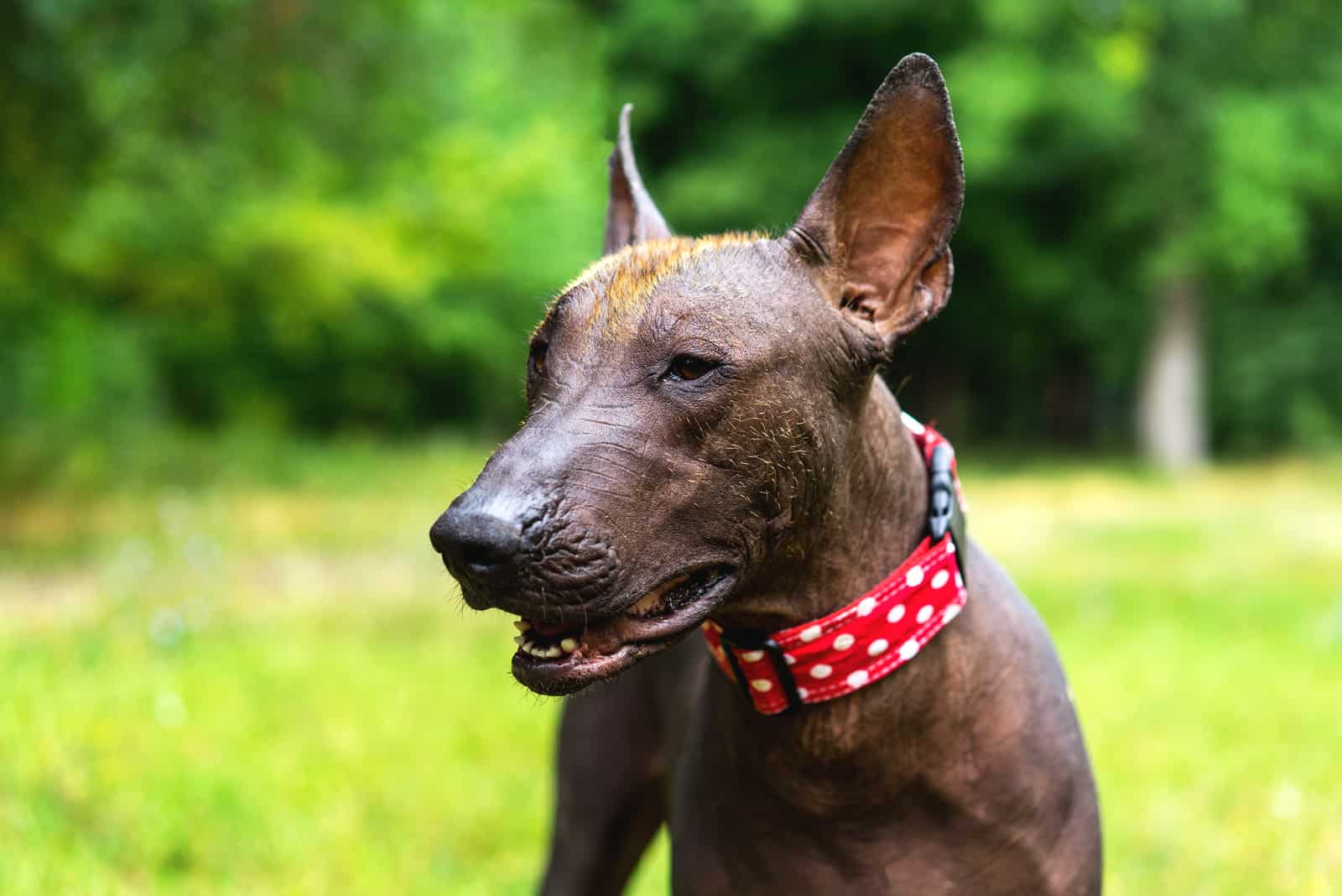 close photo of Xoloitzcuintli