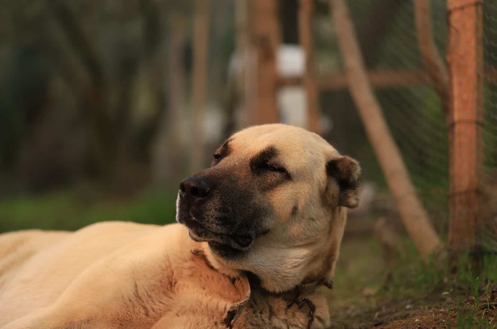 close shot of Anatolian Shepherd