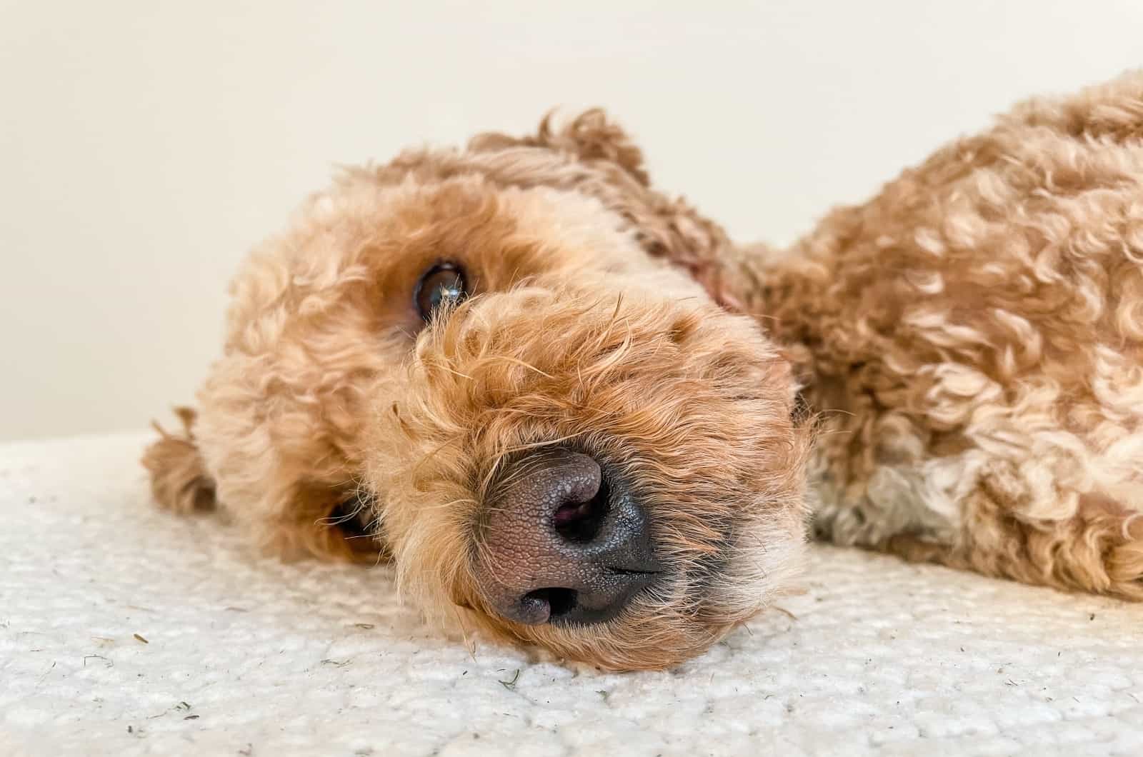 close shot of Australian Labradoodle