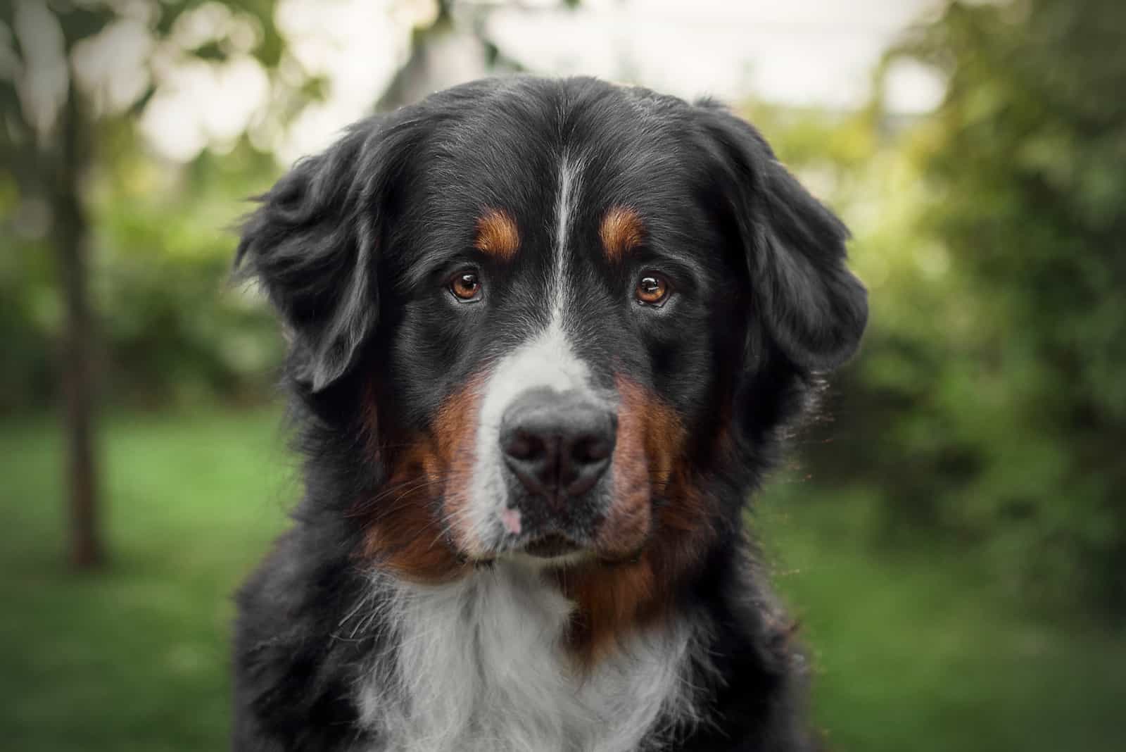 close shot of Bernese Mountain Dog