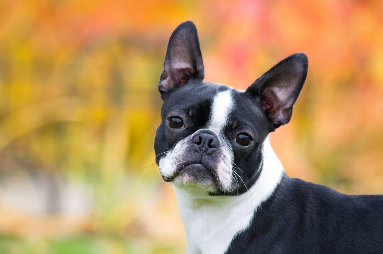 close shot of Boston Terrier