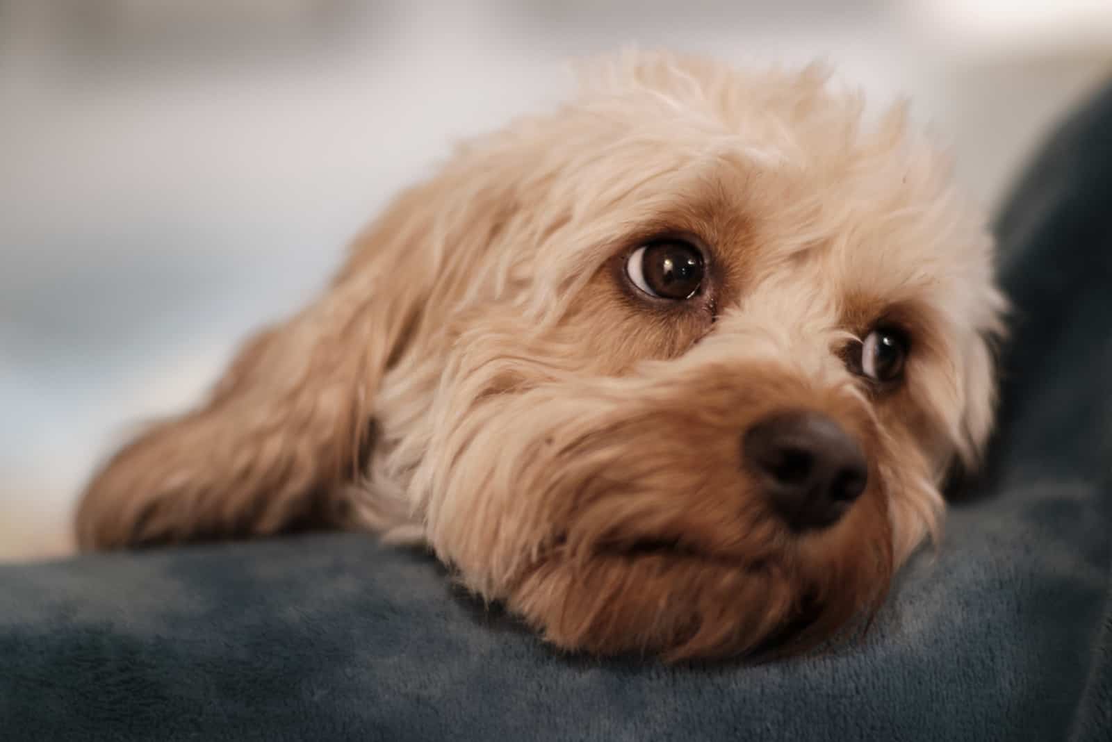 close shot of Cavapoo