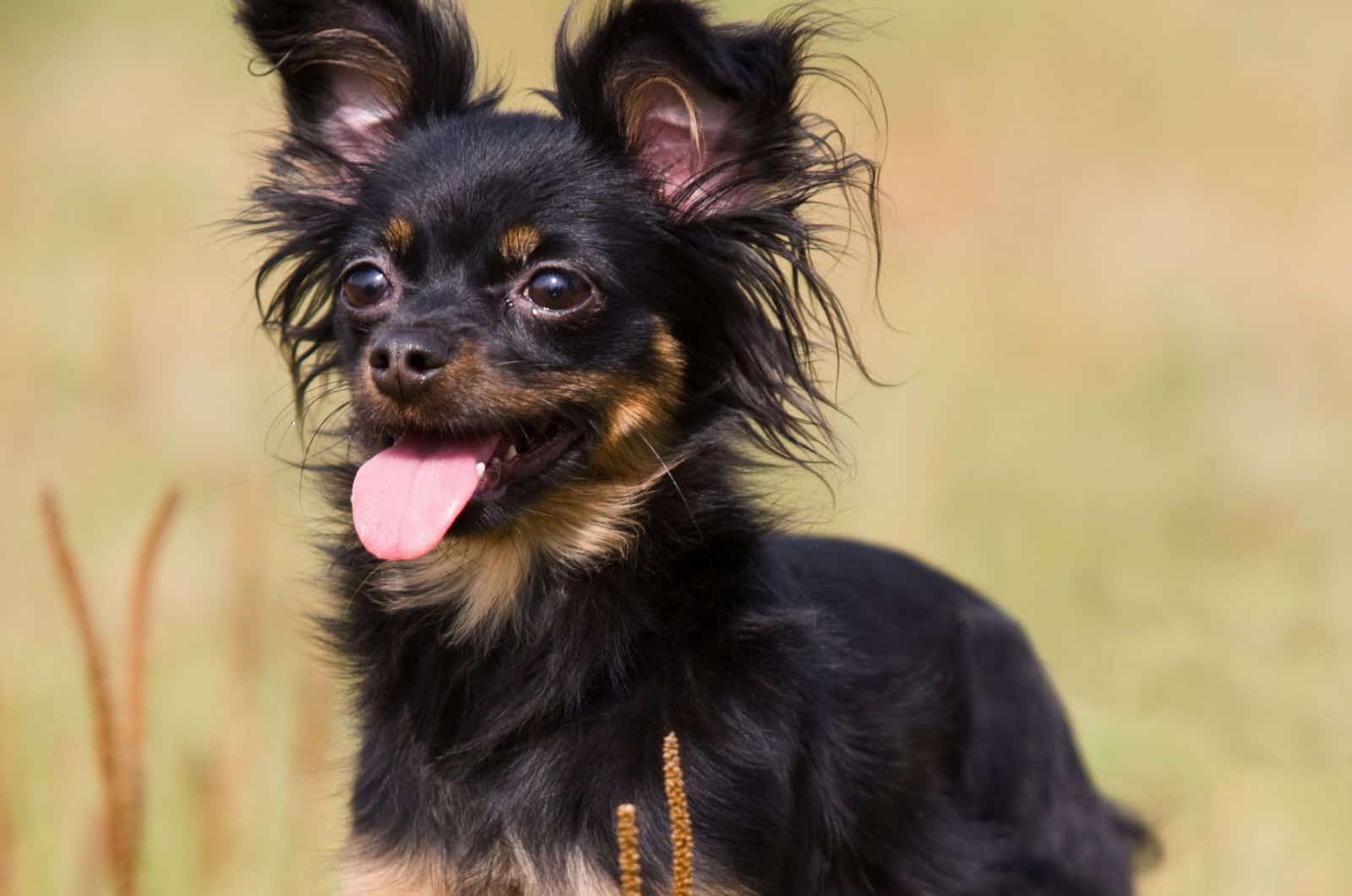 close shot of Chilier Dog