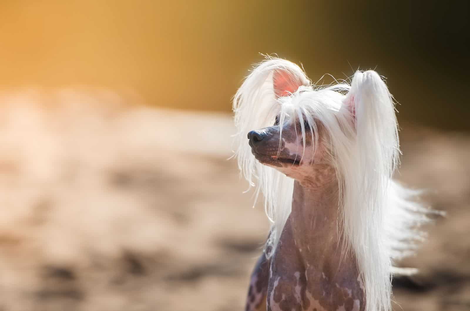 close shot of Chinese Crested dog