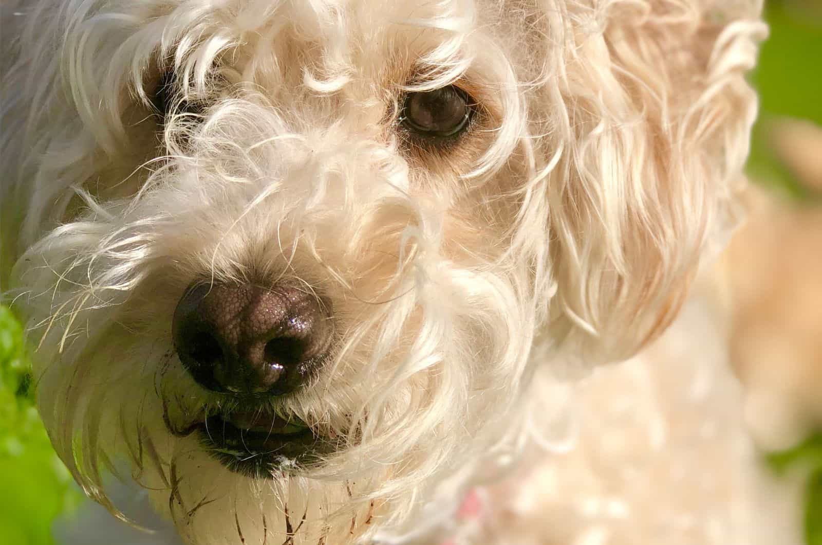 close shot of cute Whoodle