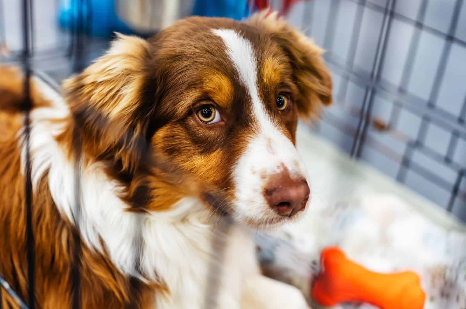 close shot of dog in crate