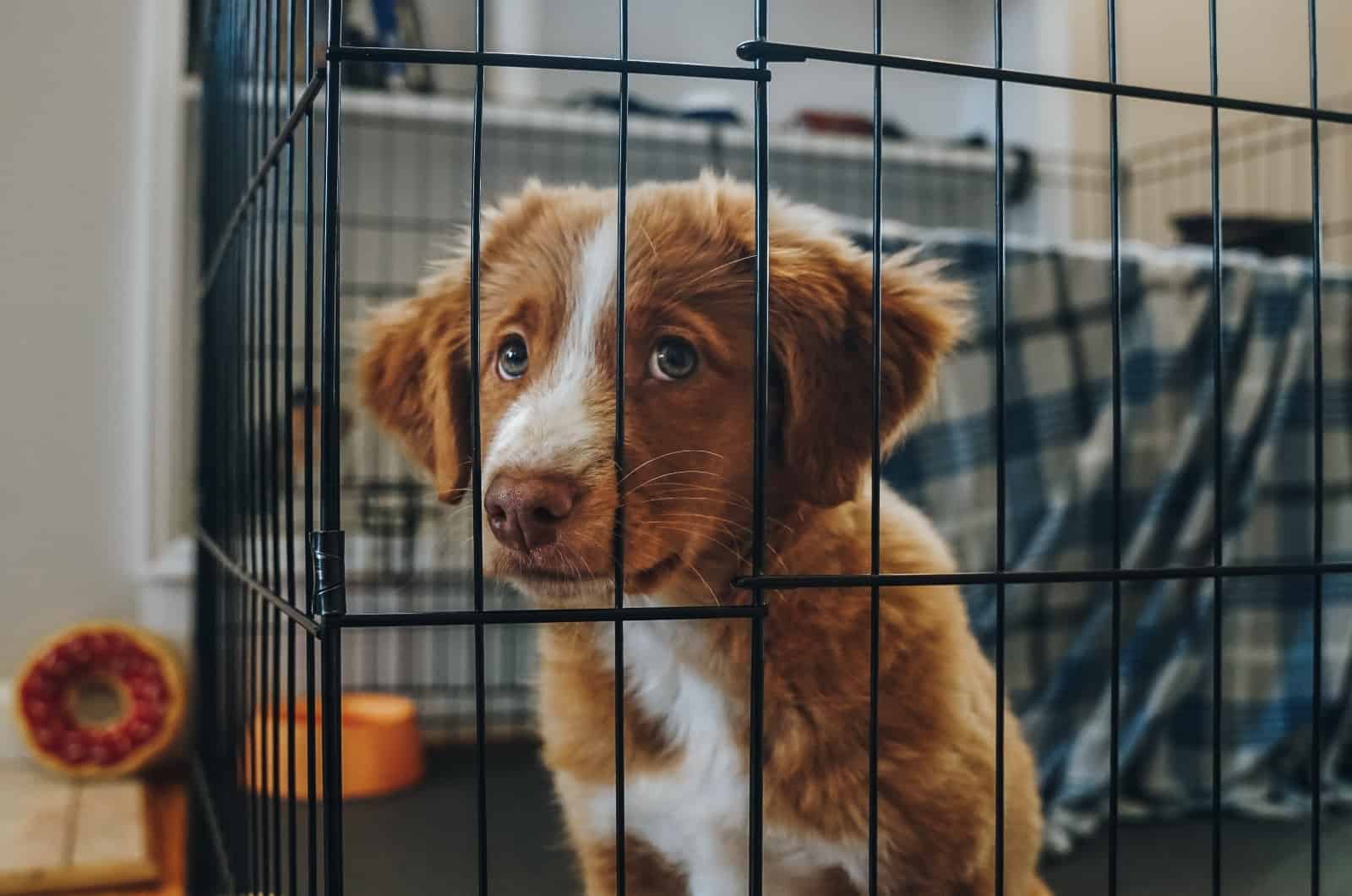 close shot of dog in crate