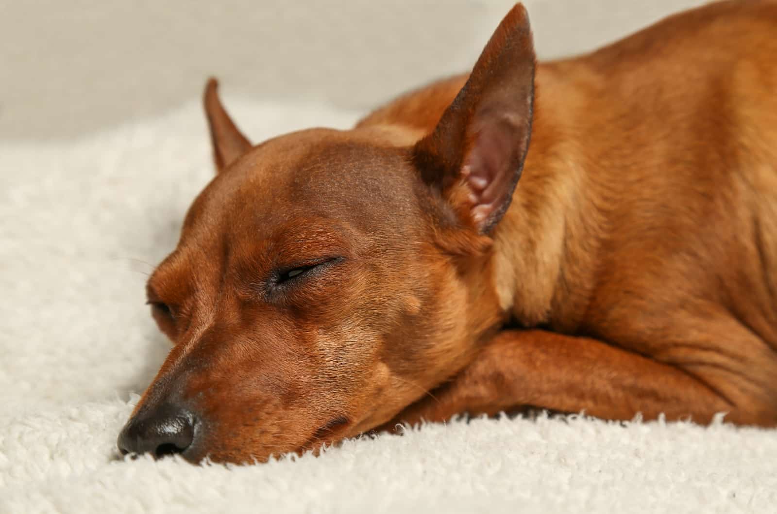 close shot of dog sleeping