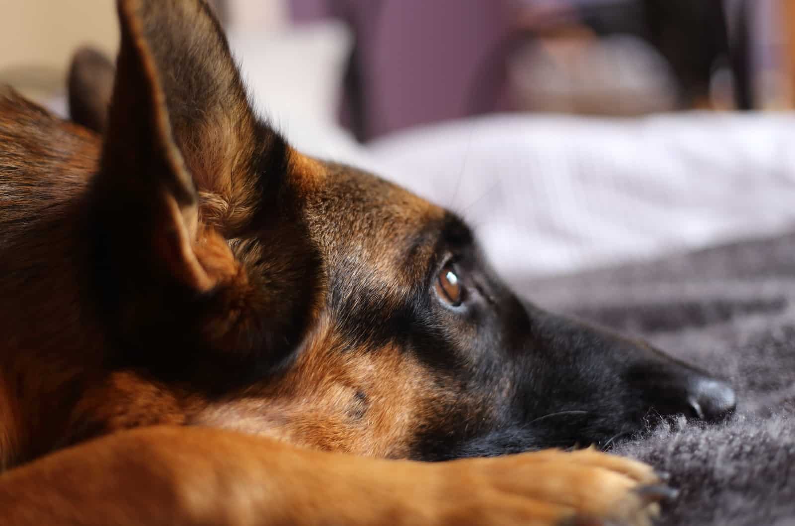 close shot of German Shepherd lying on bed