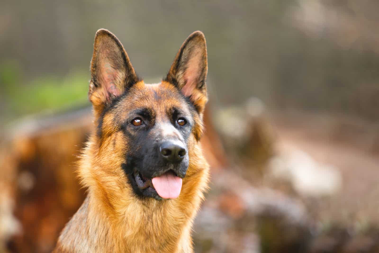 close shot of German Shepherd