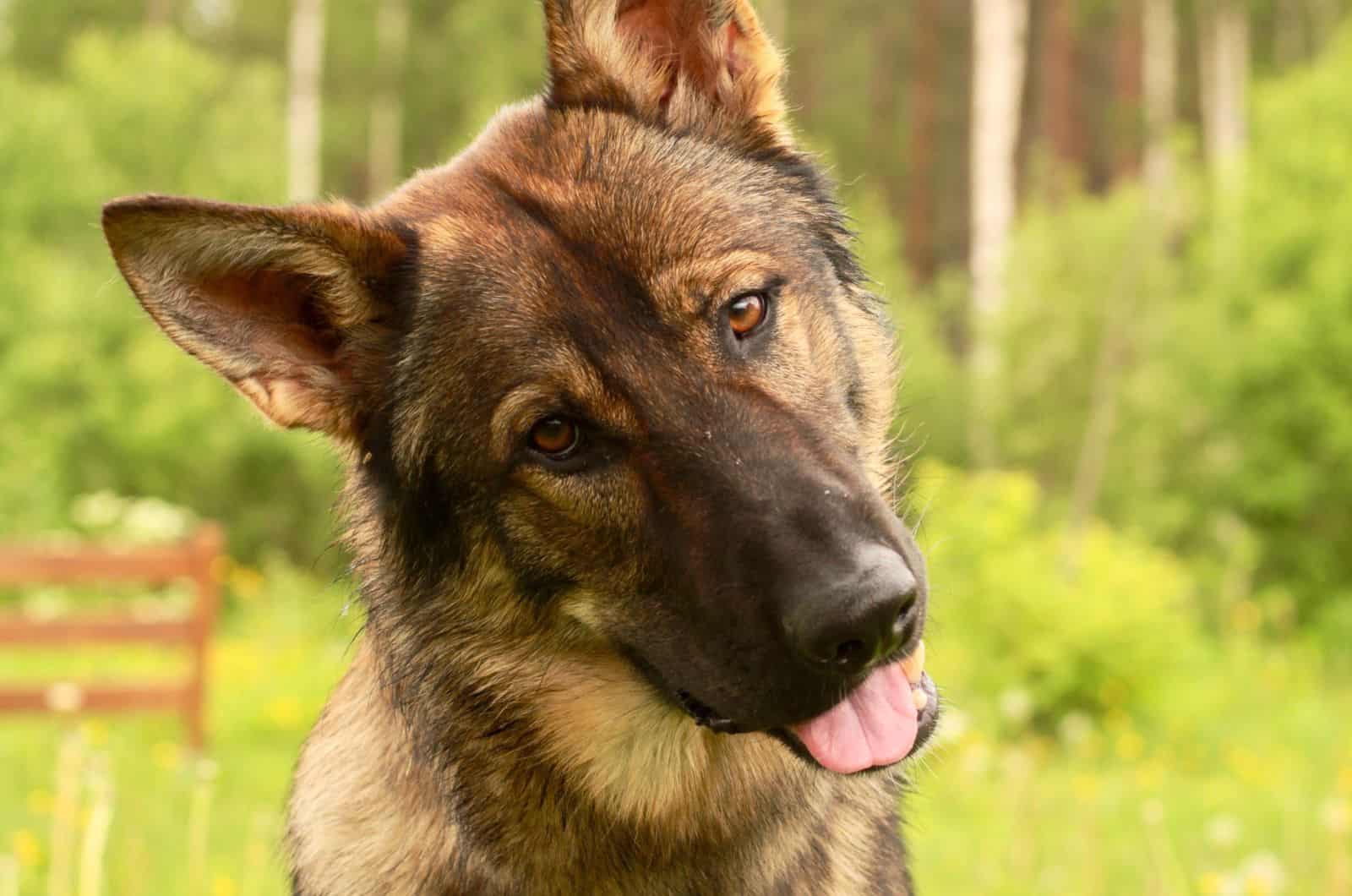 close shot of German Shepherds tilting head