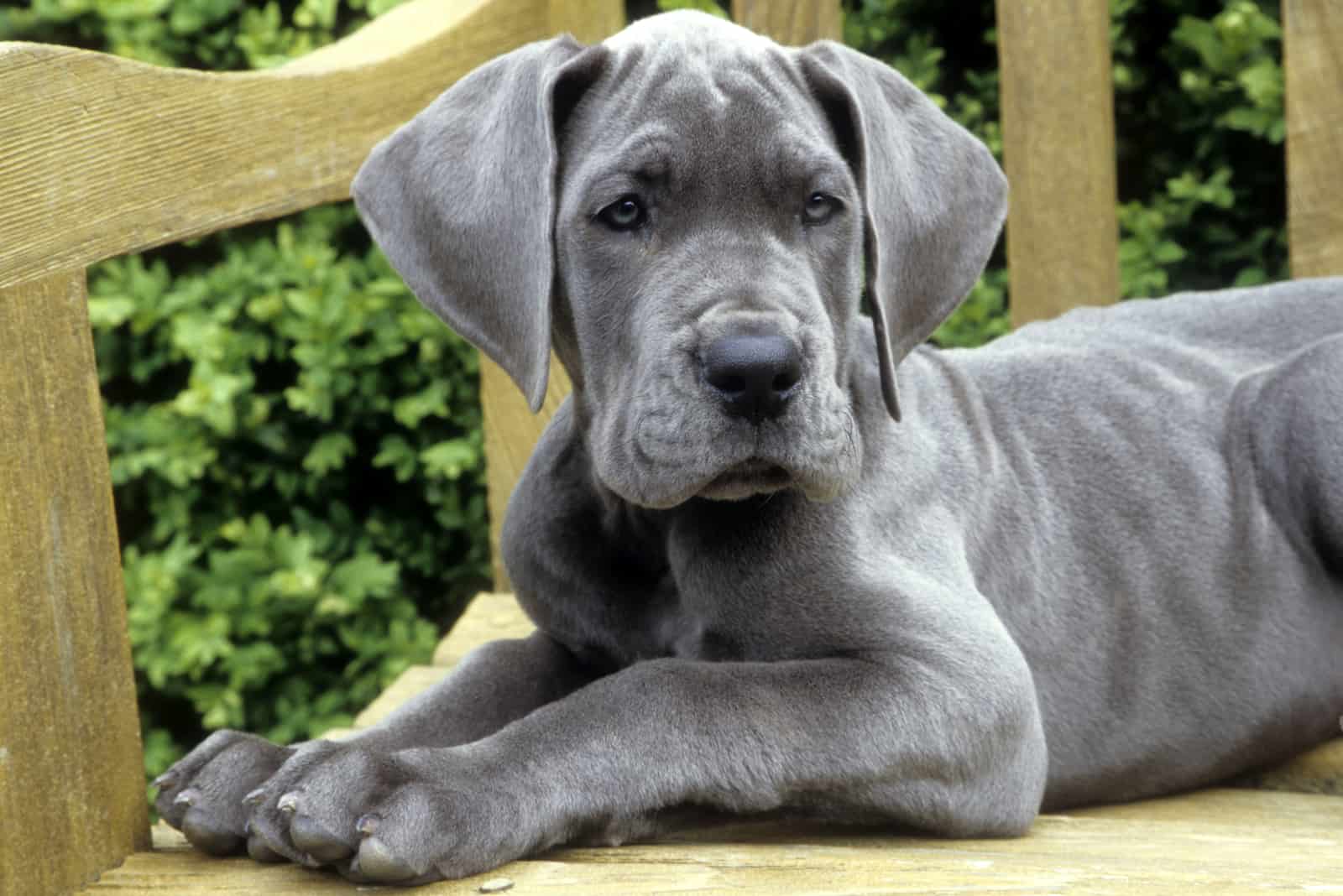 close shot of grey Great Dane