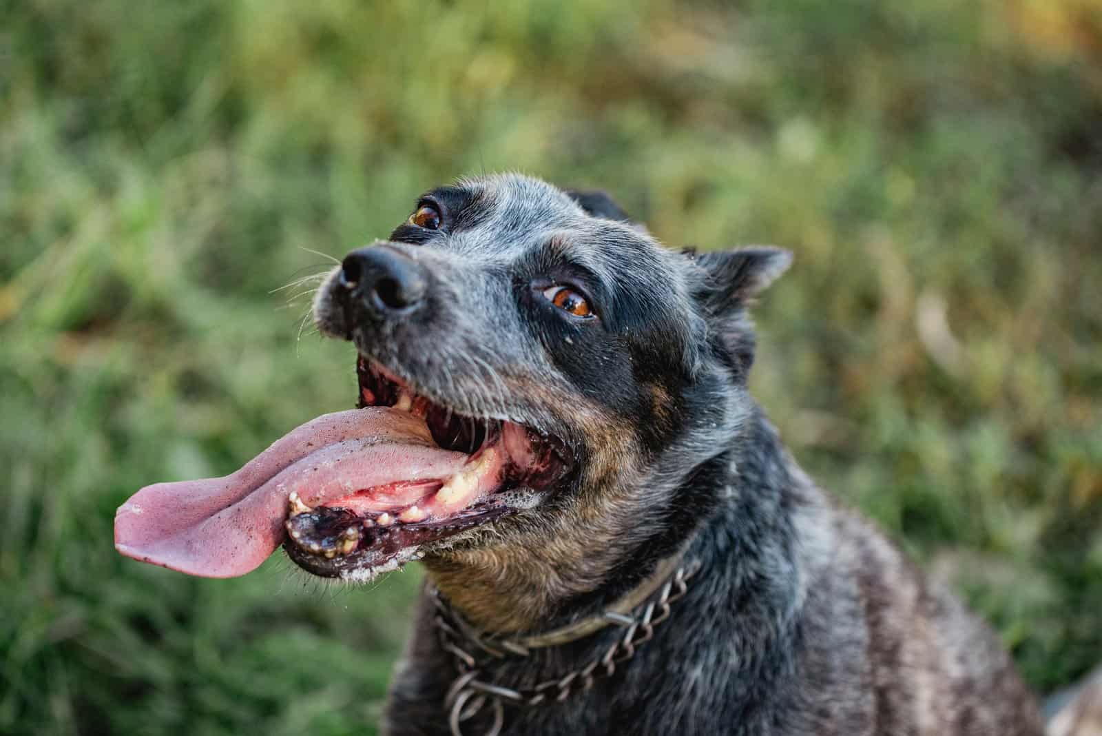 close shot of happy Australian Shepherd Blue Heeler