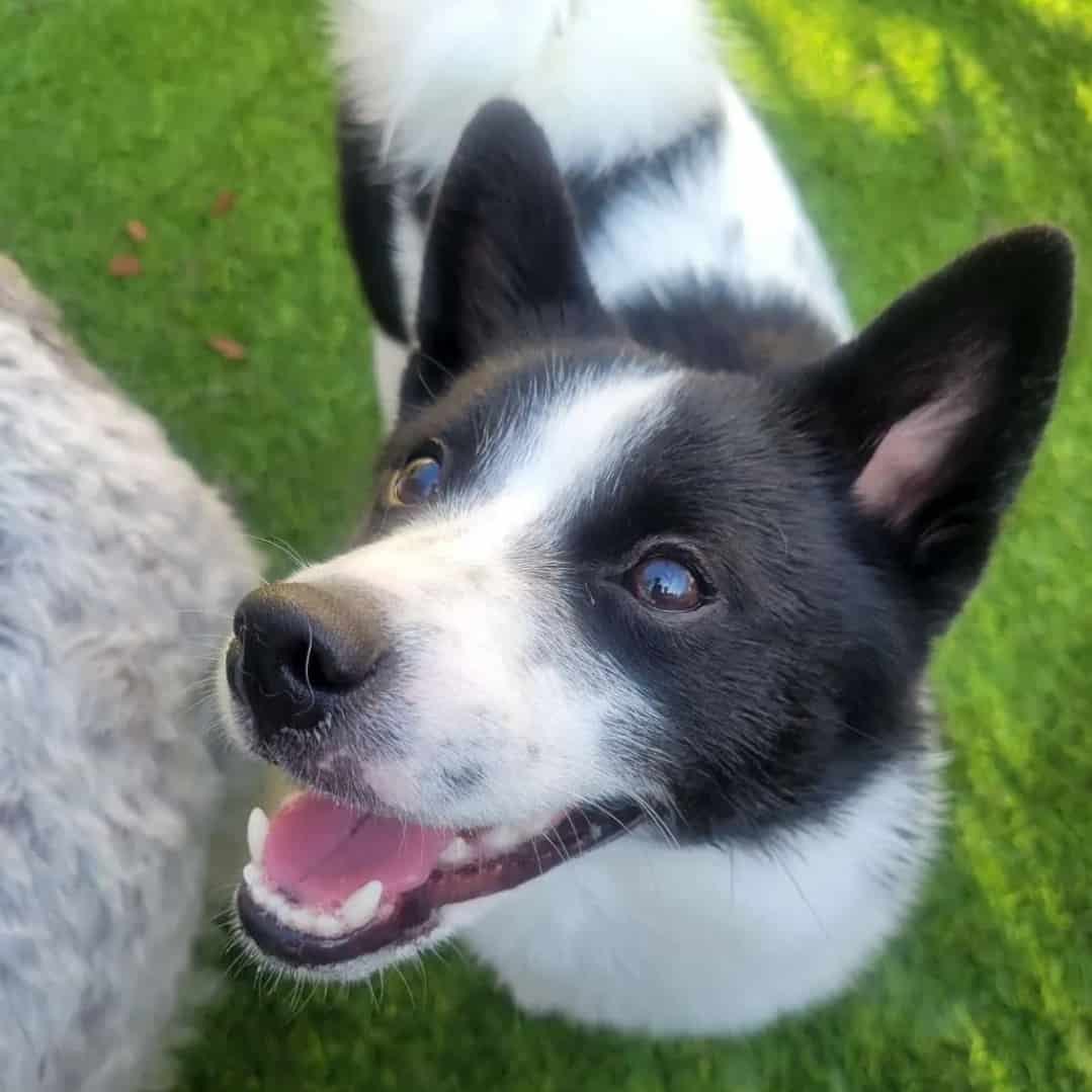 close shot of happy Shiba Inu Pomeranian Mix