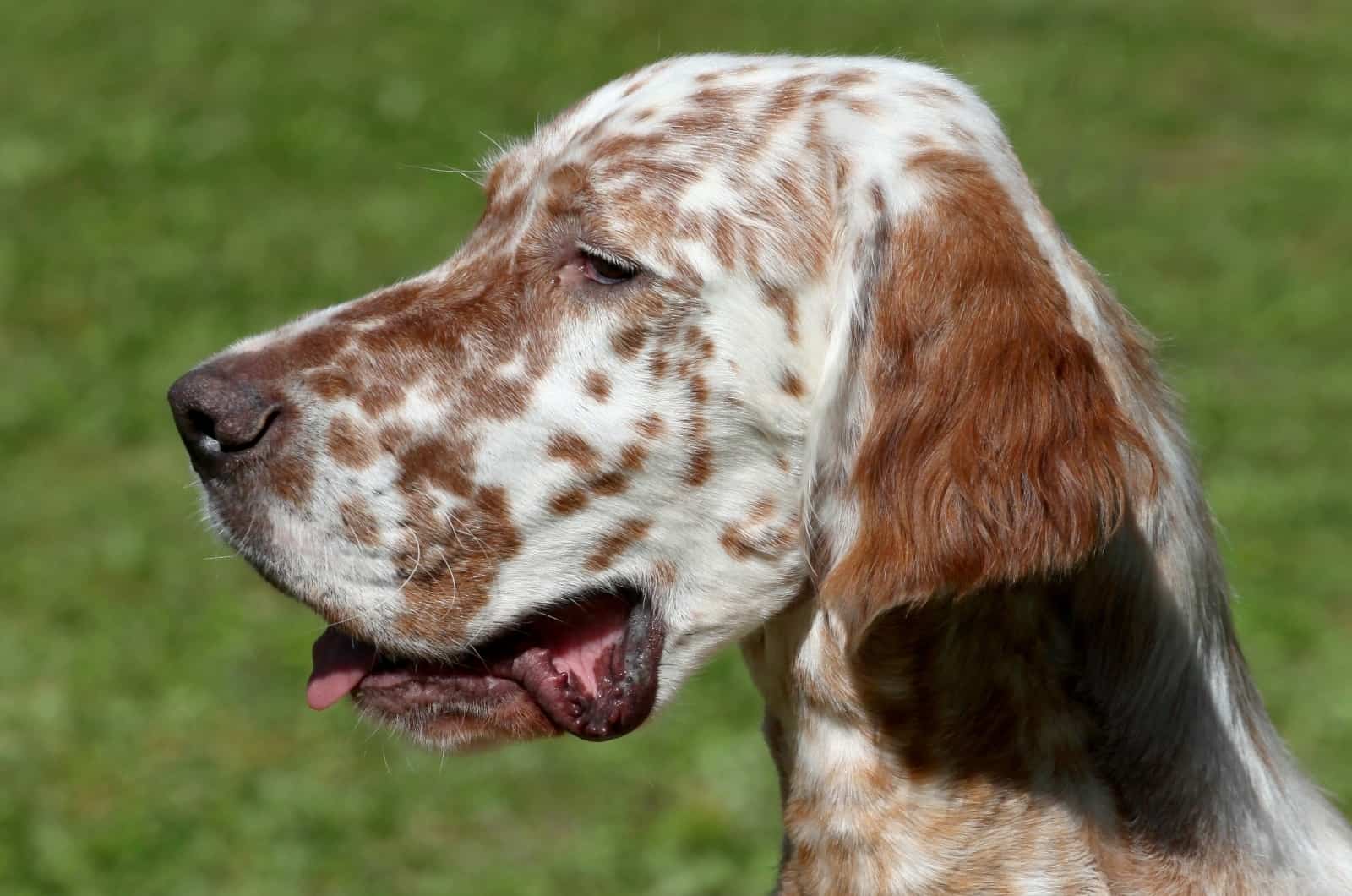 close shot of orange English Setter