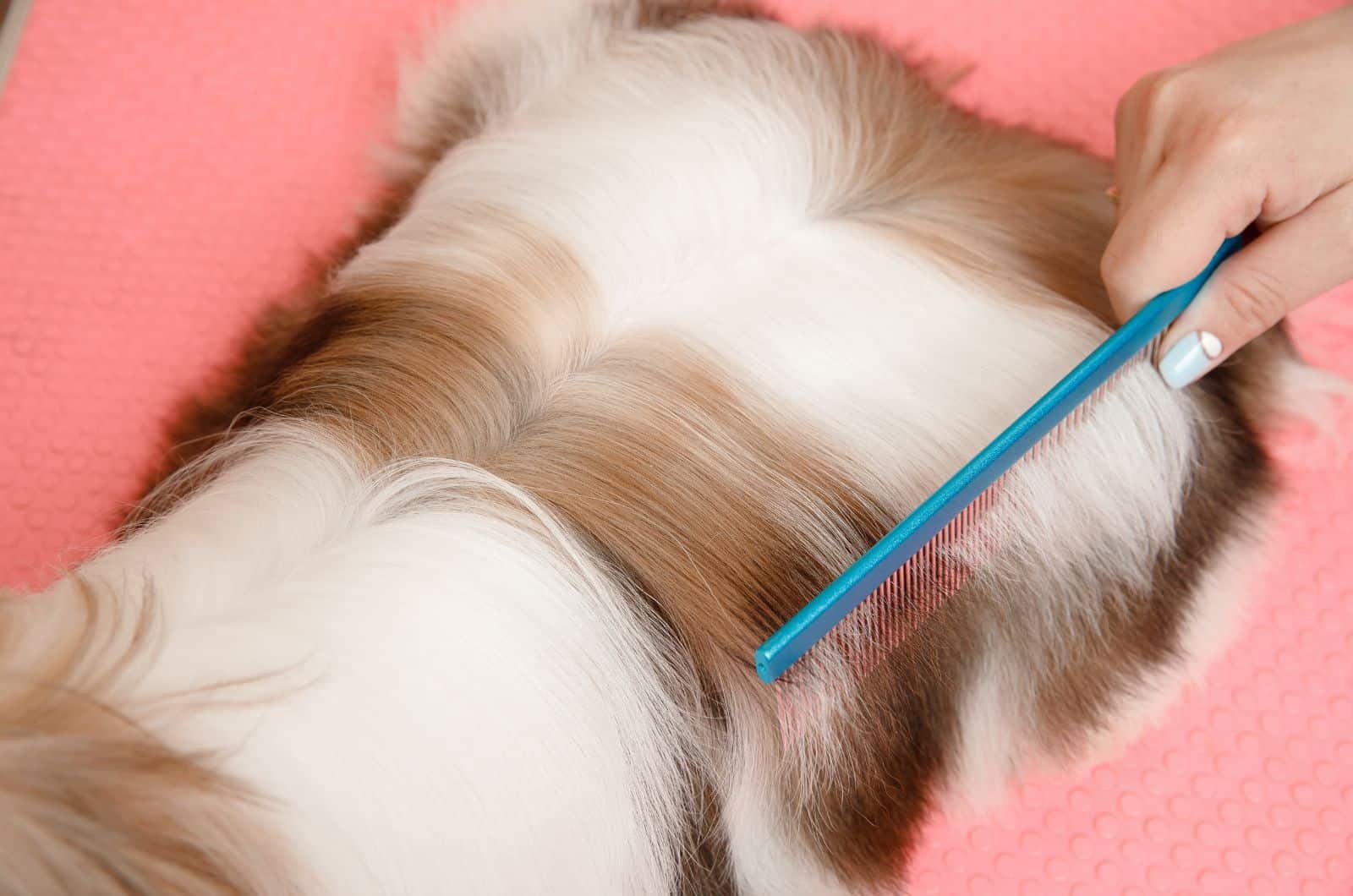 close shot of owner brushing Shih Tzu