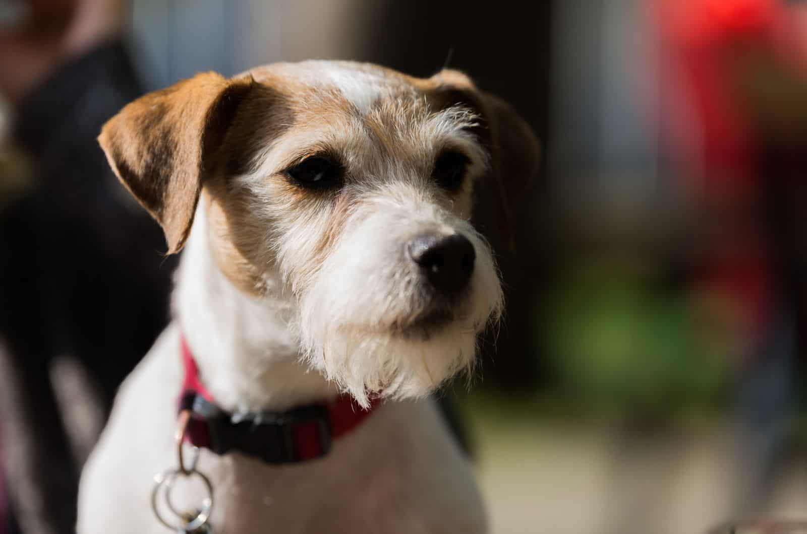 close shot of Parson Russell Terrier