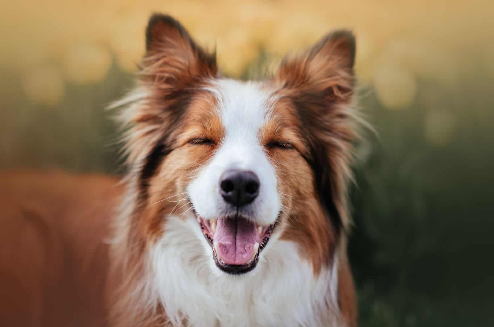 close shot of red Border Collie