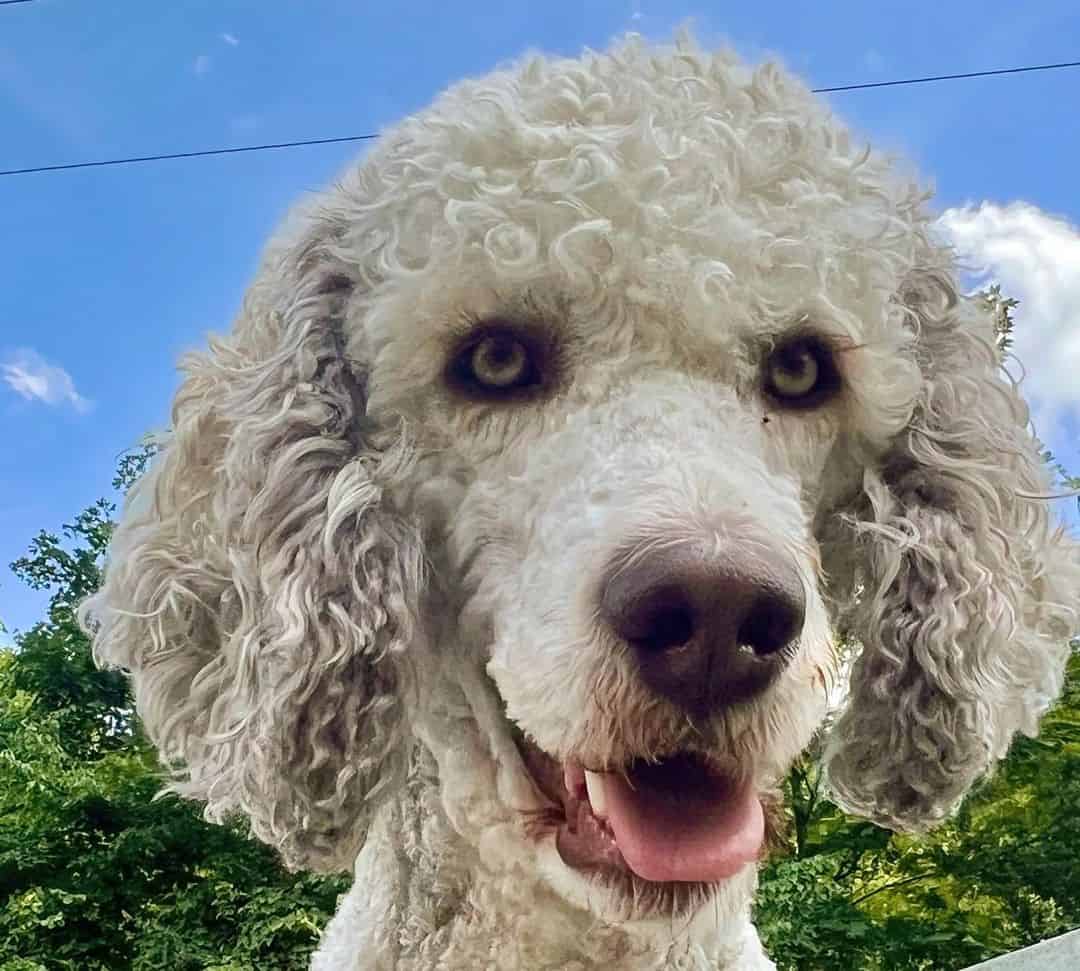 close shot of sable poodle