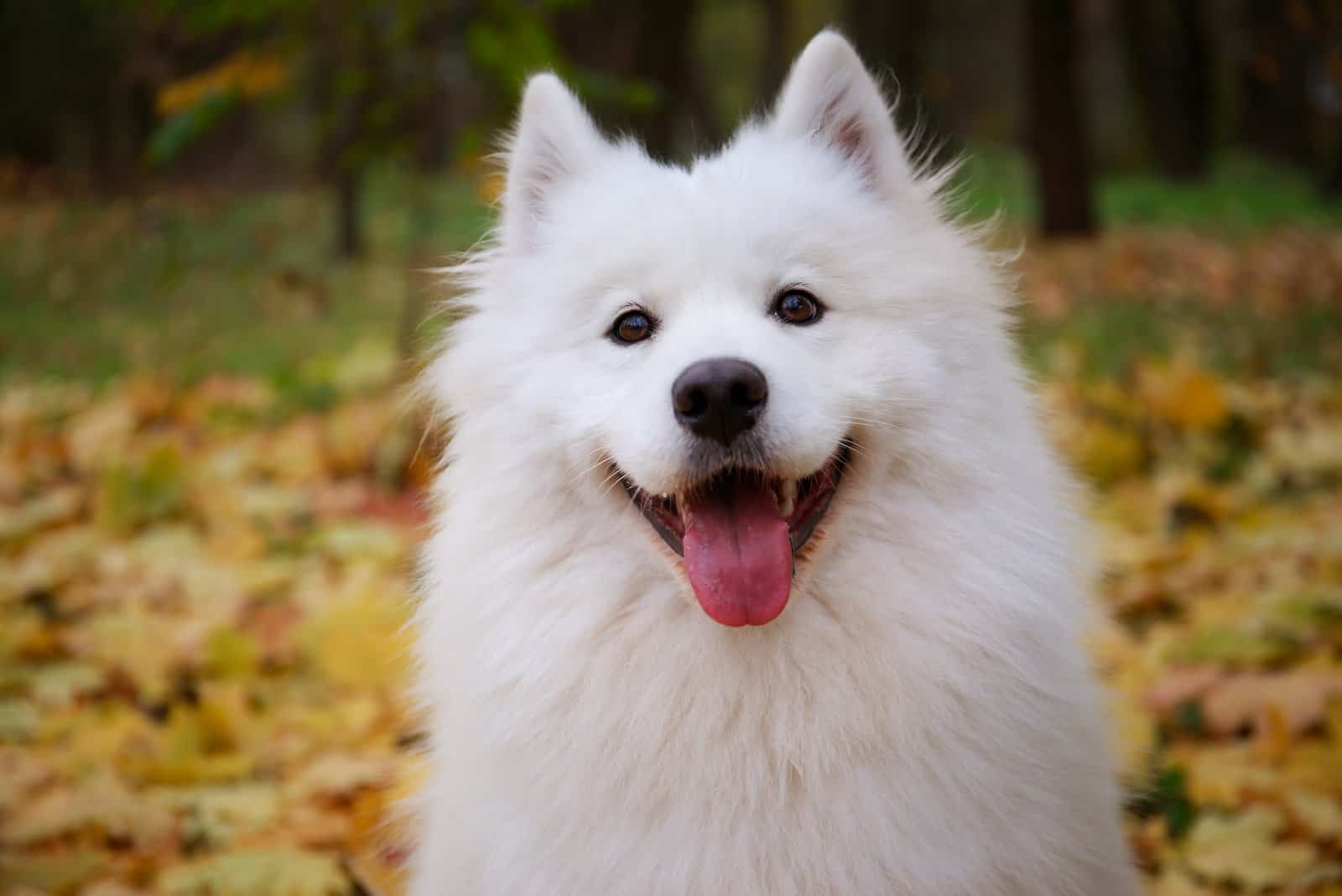 close shot of Samoyed