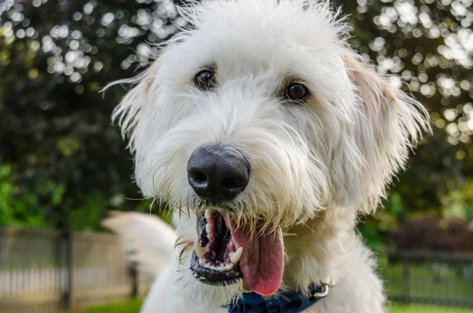 close shot of Straight Hair Labradoodle