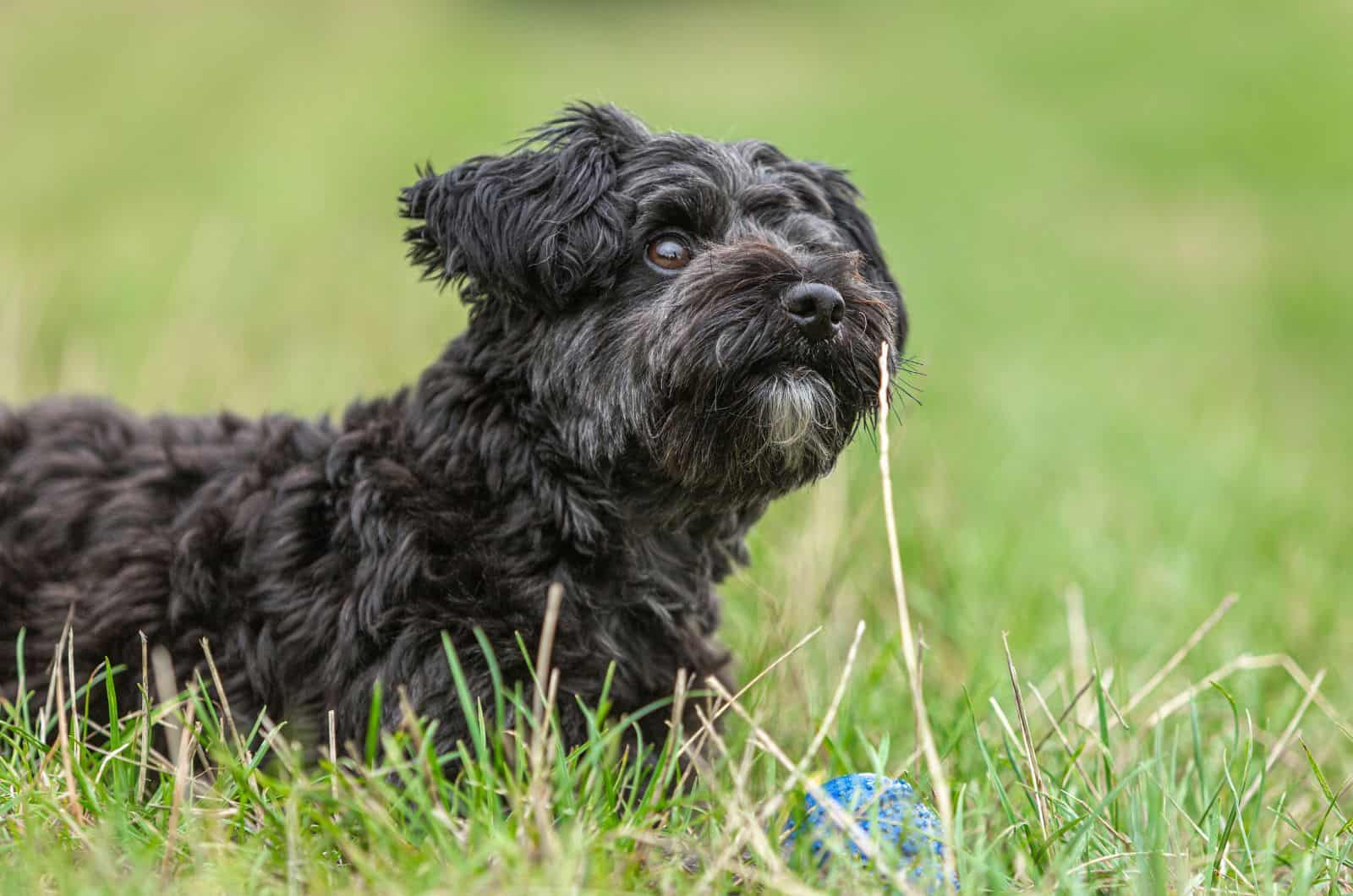 close shot of Teacup Yorkiepoo