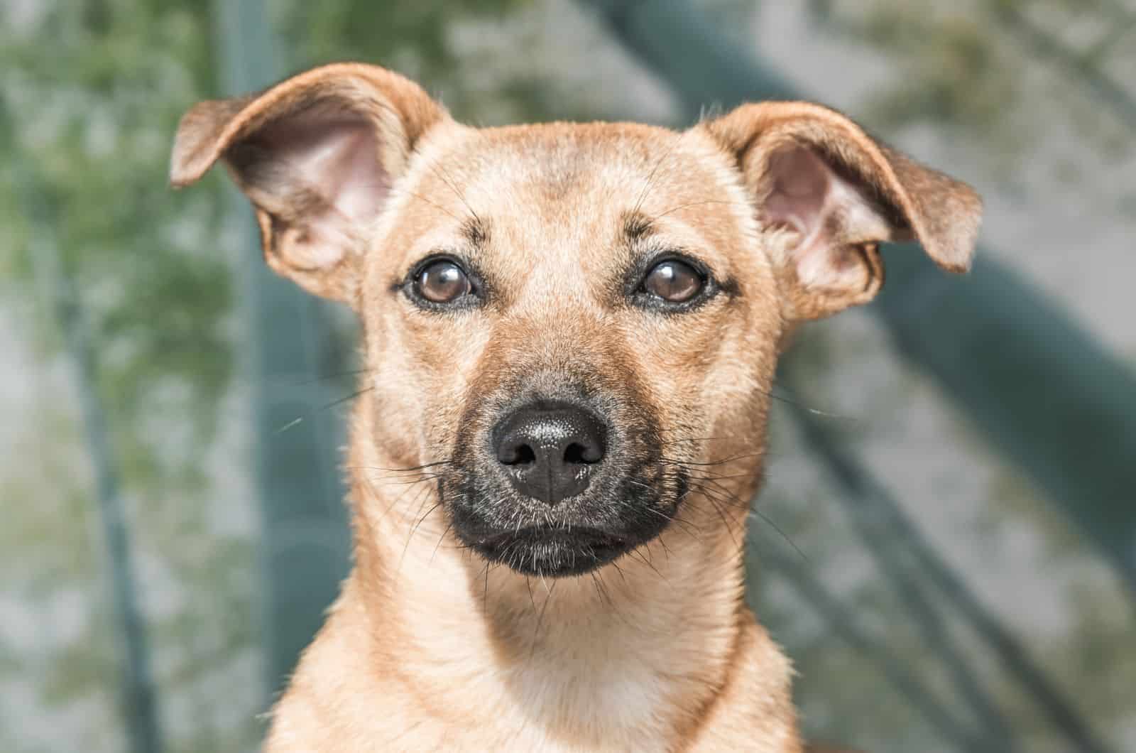 close shot of The Black Mouth Cur Pit Mix