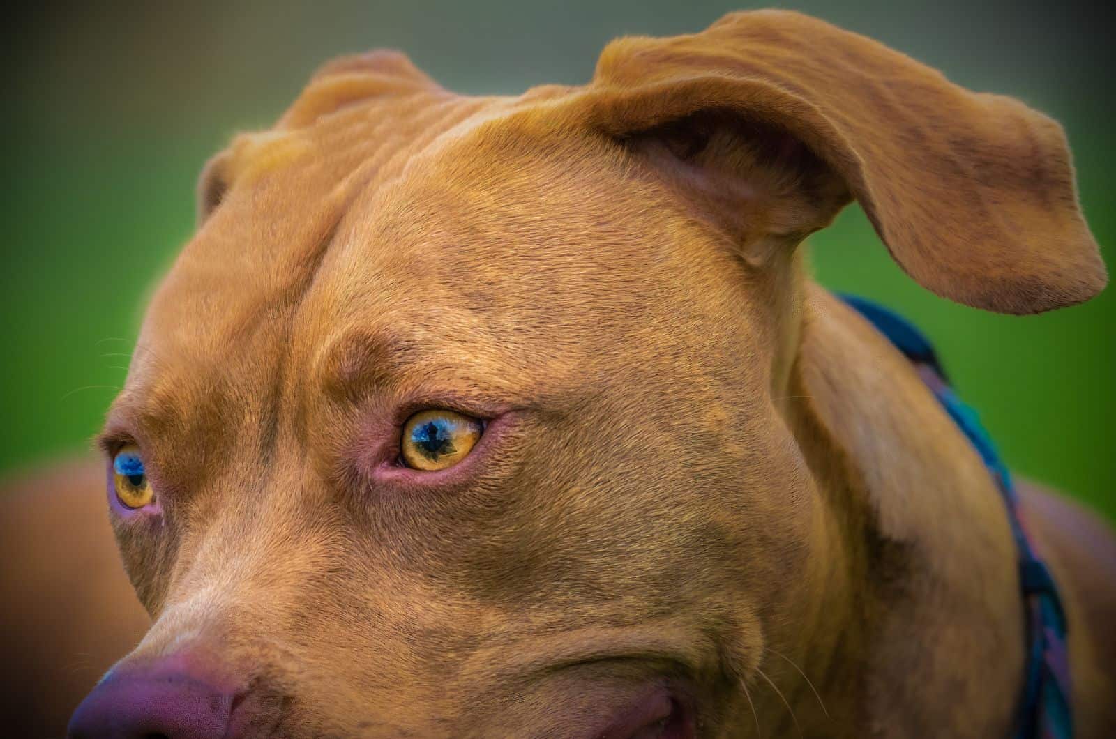 close shot Vizsla Pitbull Mix