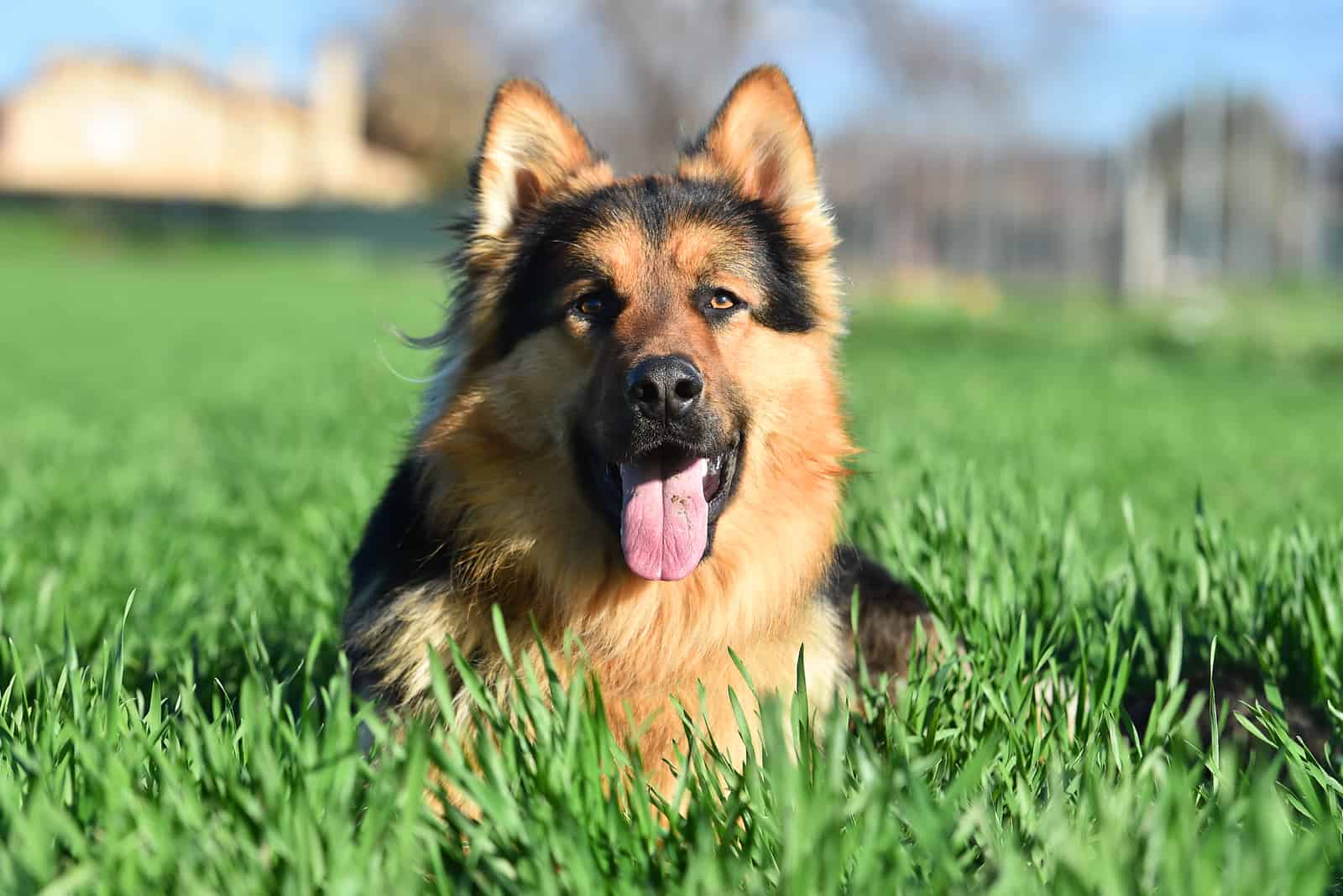 close shoto of German Shepherd sitting on grass