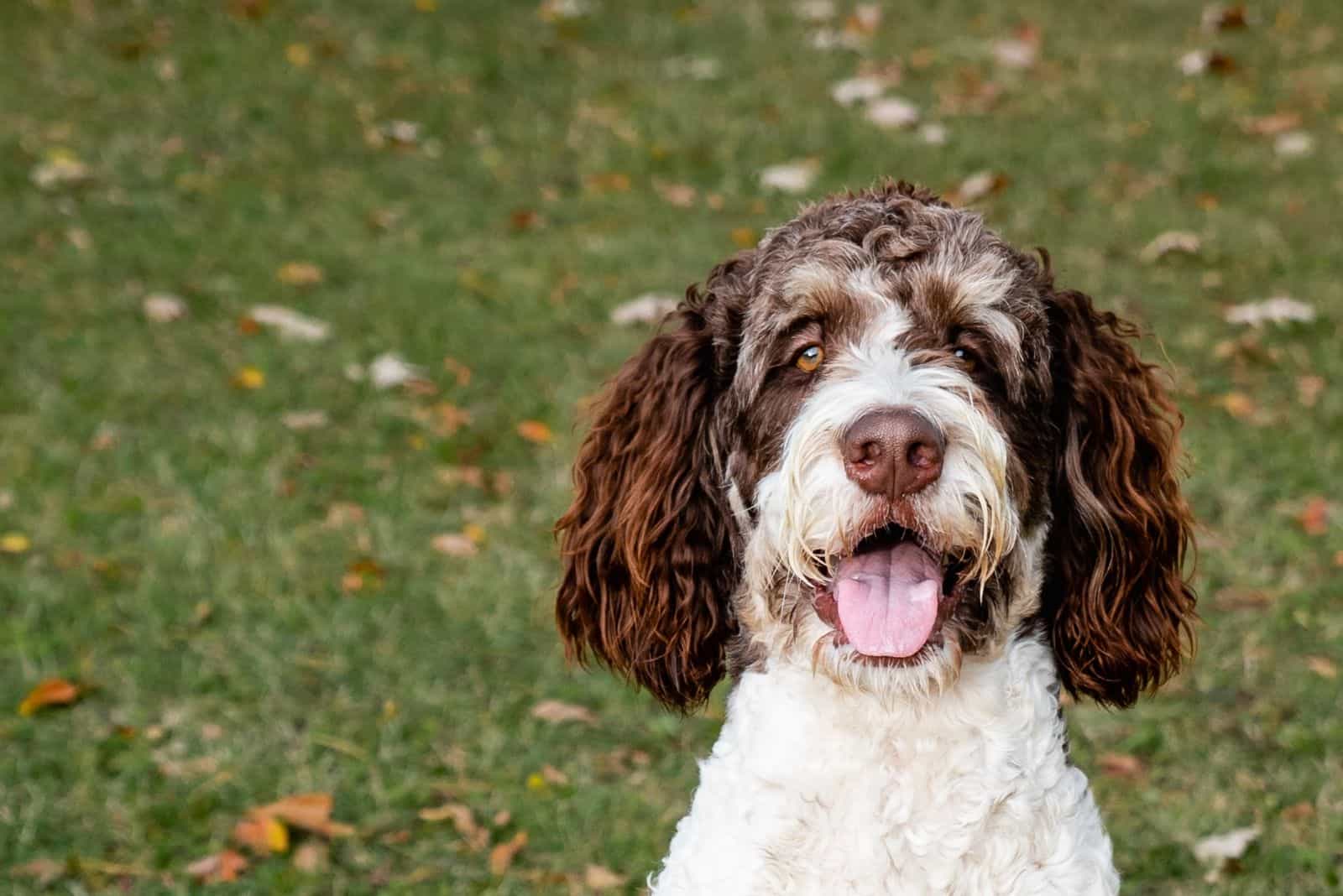 close up of a bernedoodle standing outdoors