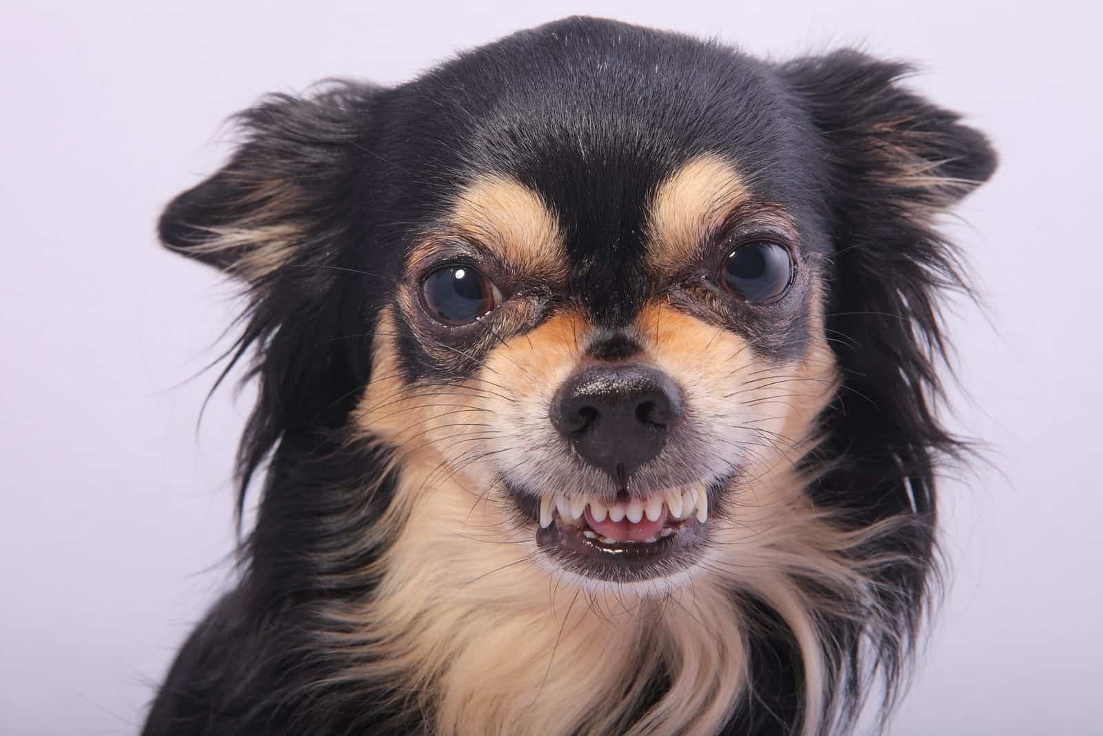 close up of a chihuahua growling facing the camera