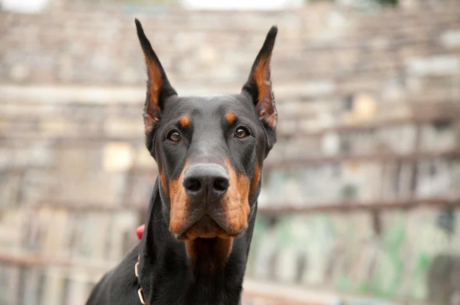 close-up of an adult doberman dog