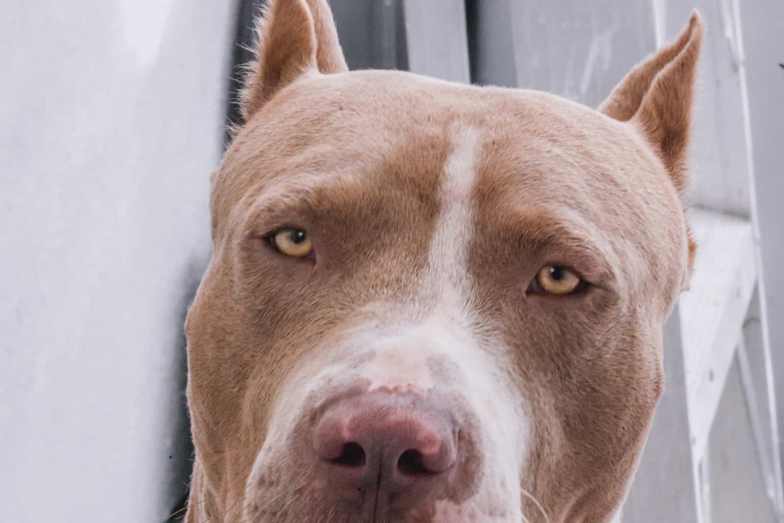 close up of Champagne Pitbull looking at camera