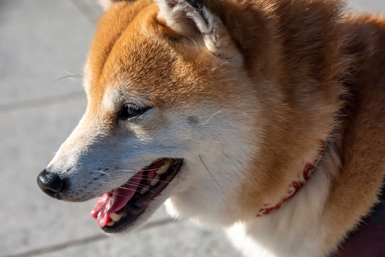 close up of Mame Shiba Inu