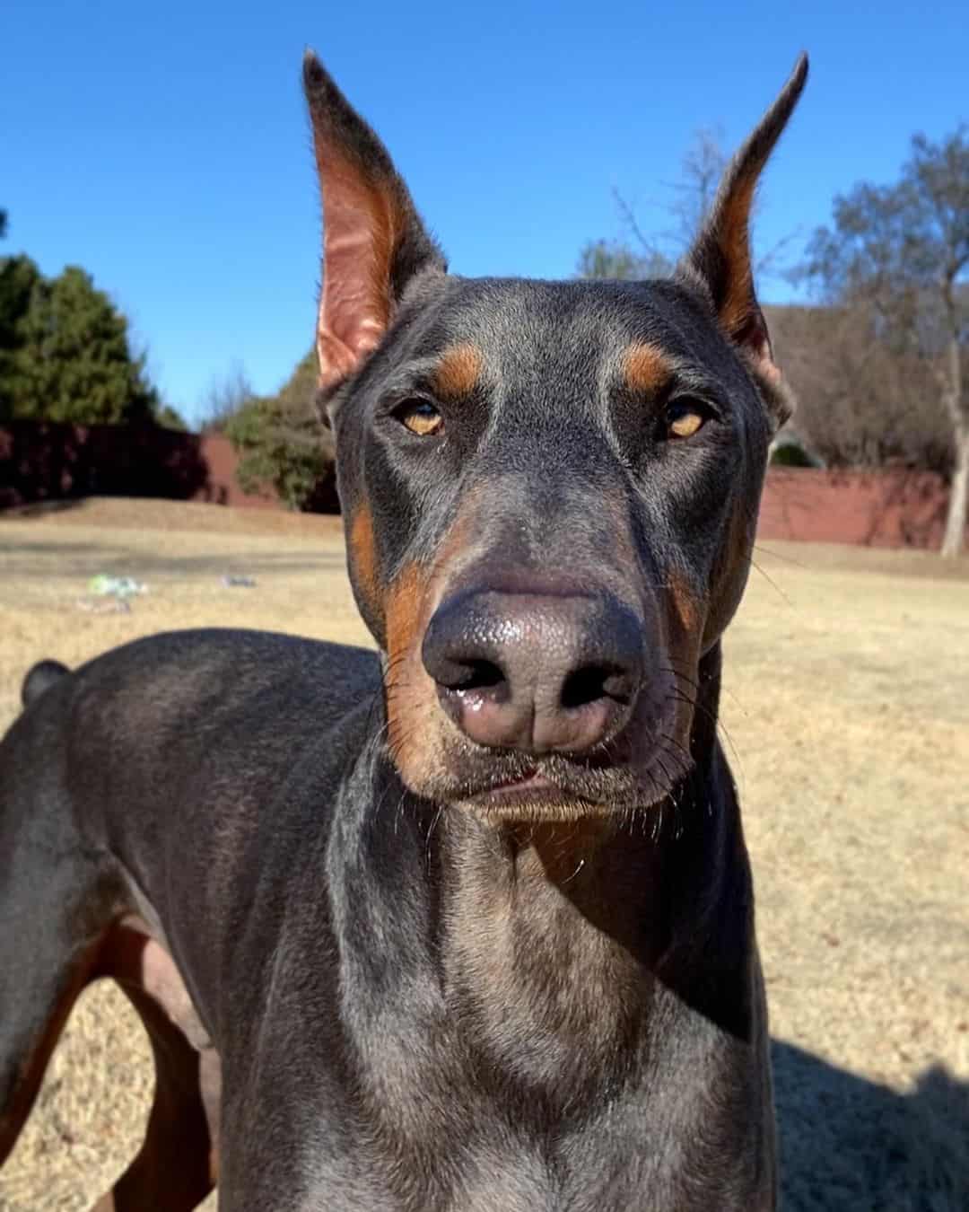 close-up photo of a blue doberman