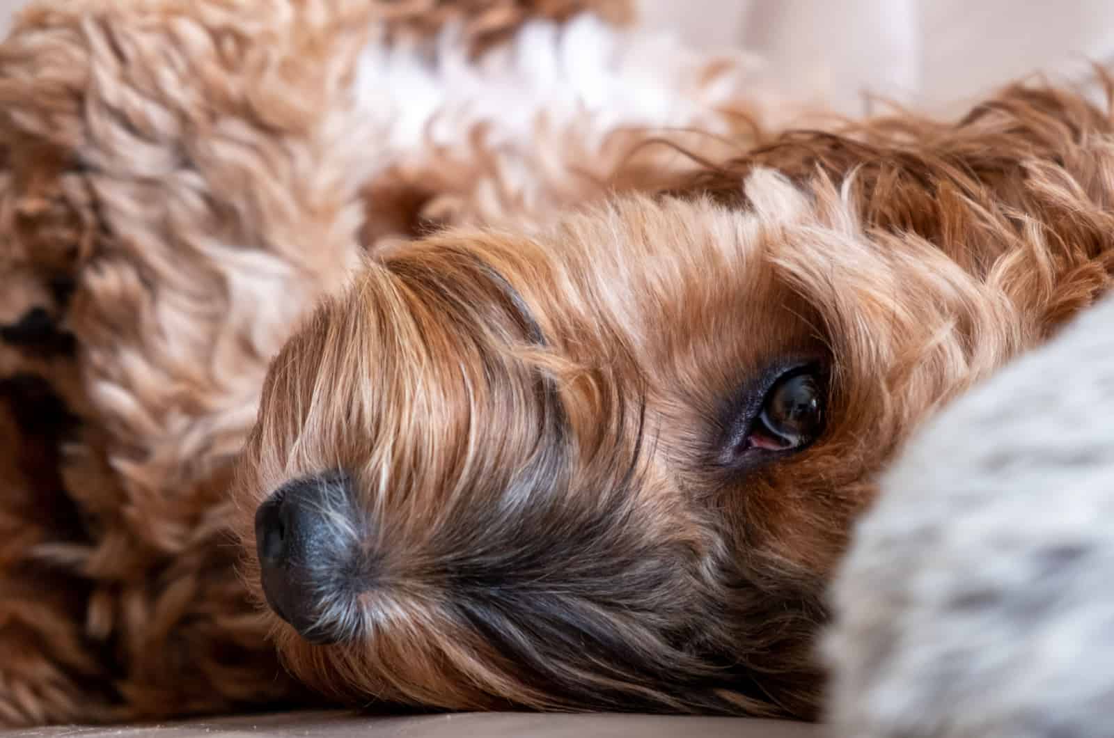 close-up photo of a cockapoo