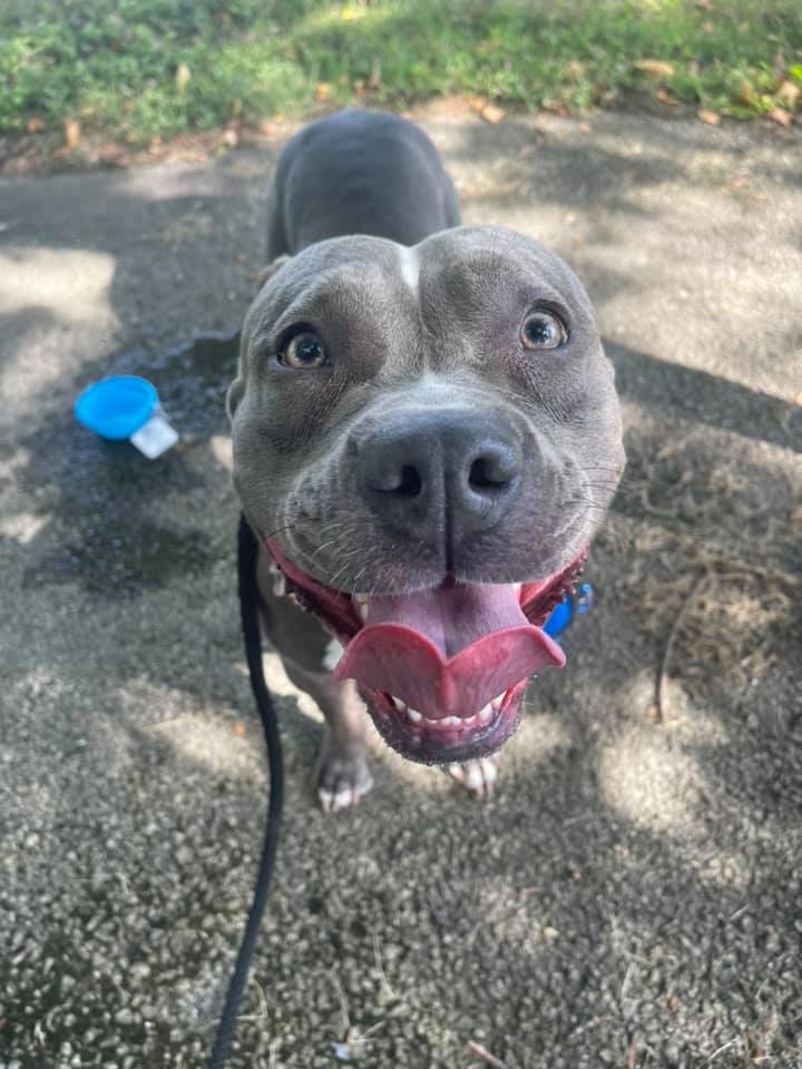 close-up photo of a dog