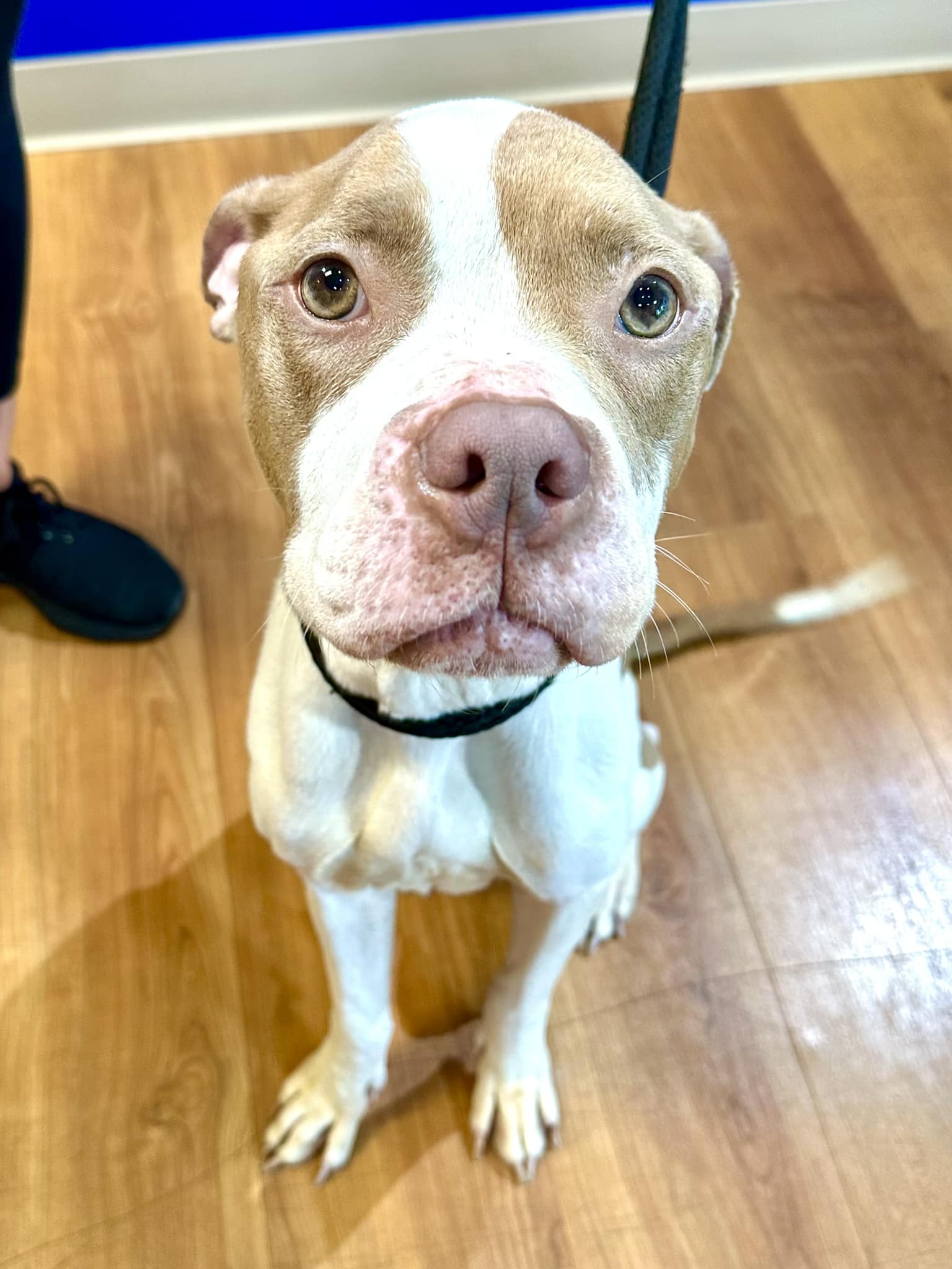 close-up photo of a dog named miley marker