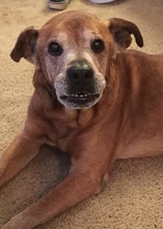 close-up photo of a dog named rocky