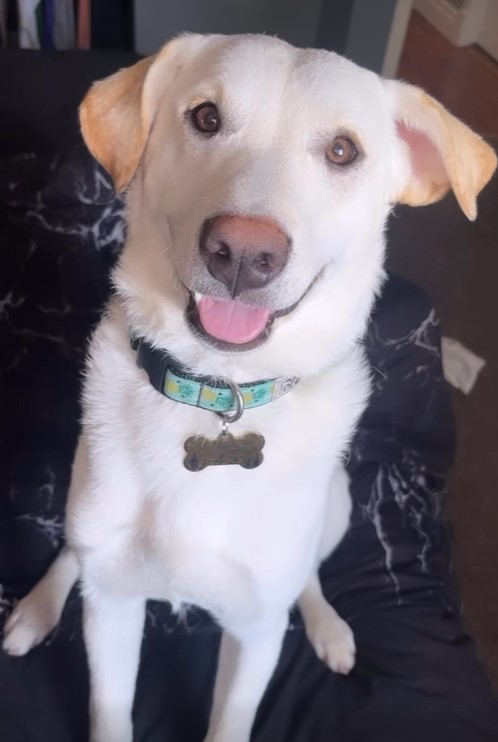 close-up photo of a dog sitting