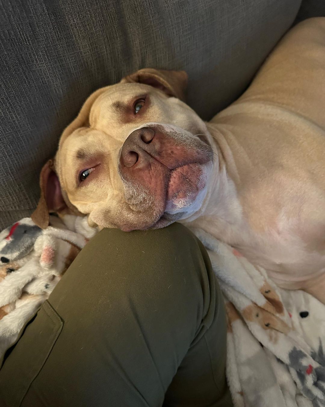 close-up photo of a sad dog